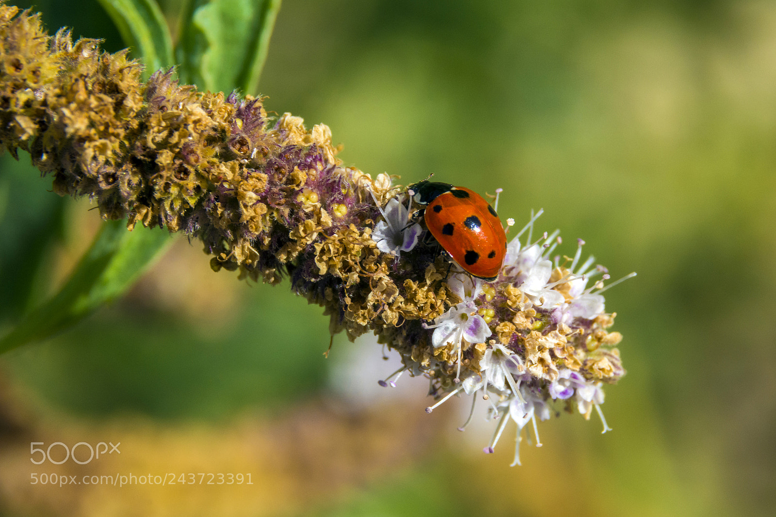 Nikon D7100 sample photo. Ladybird photography