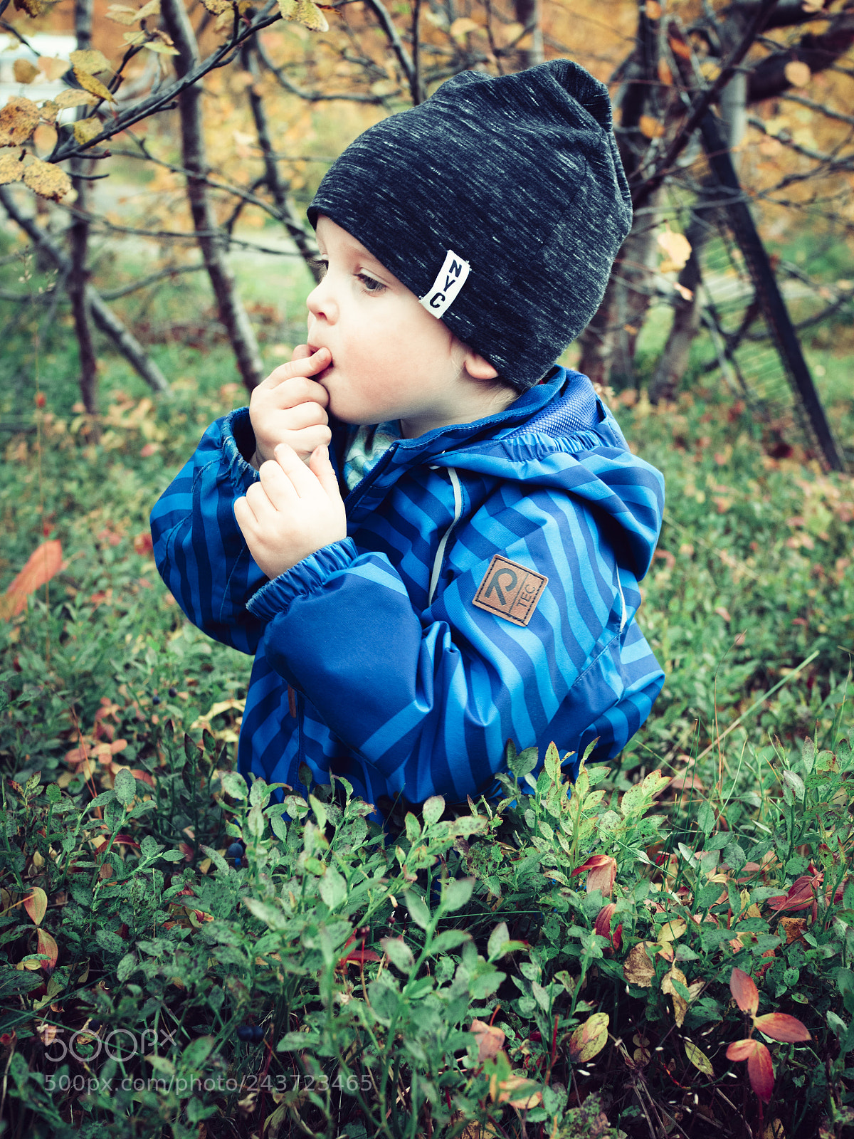 Olympus OM-D E-M5 II sample photo. Blueberries photography