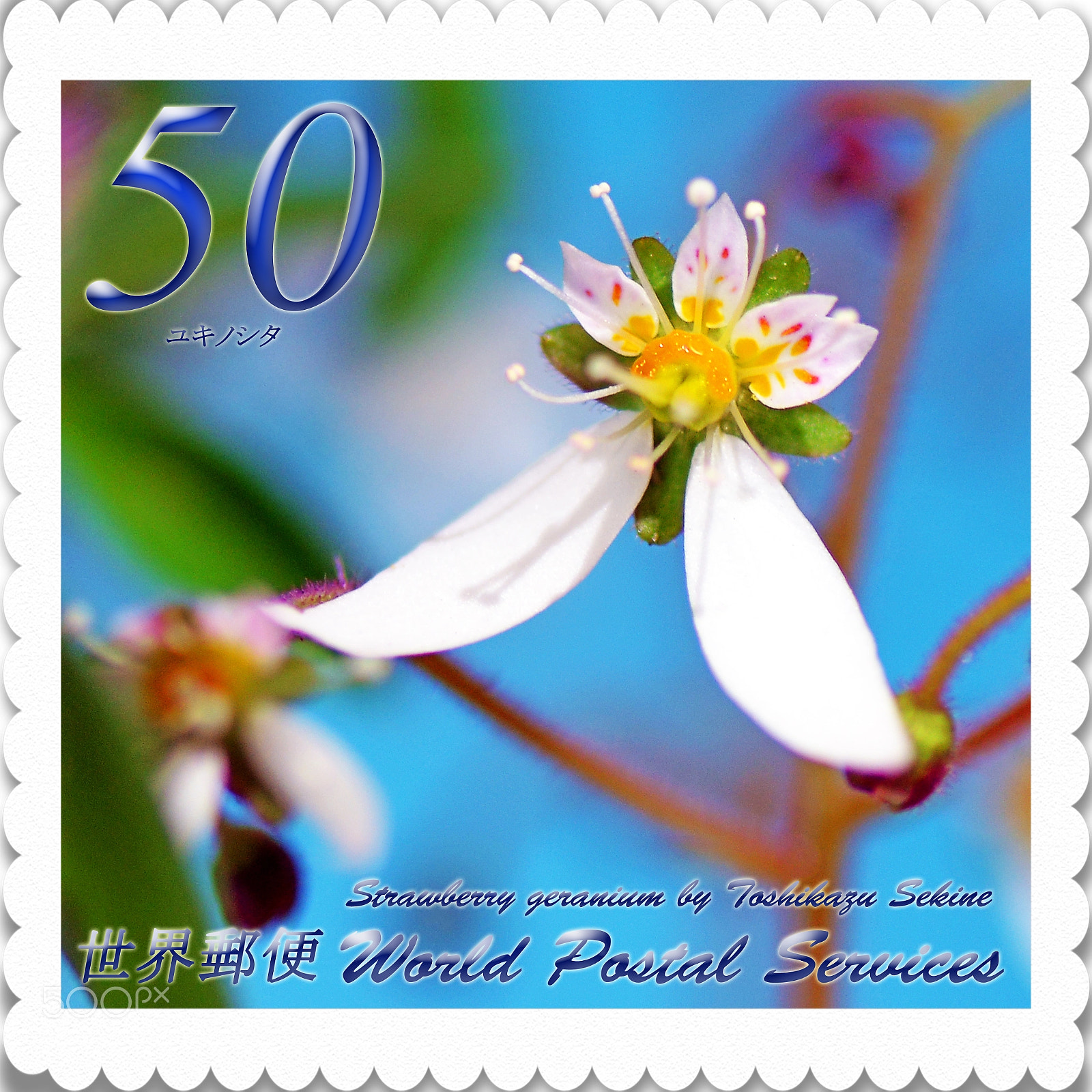 Nikon D800 sample photo. Strawberry geranium photography