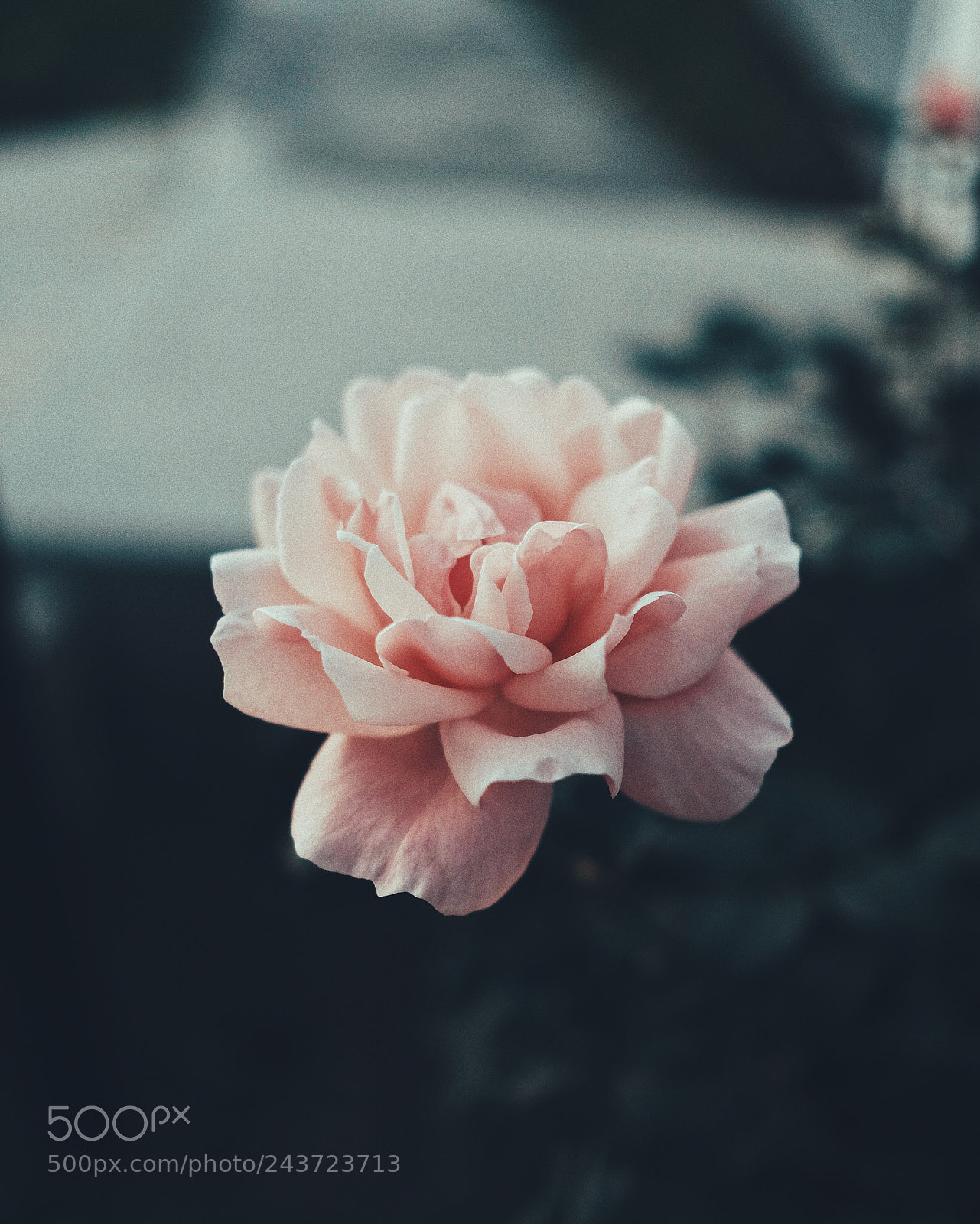 Fujifilm X-Pro2 sample photo. Pink flower photography