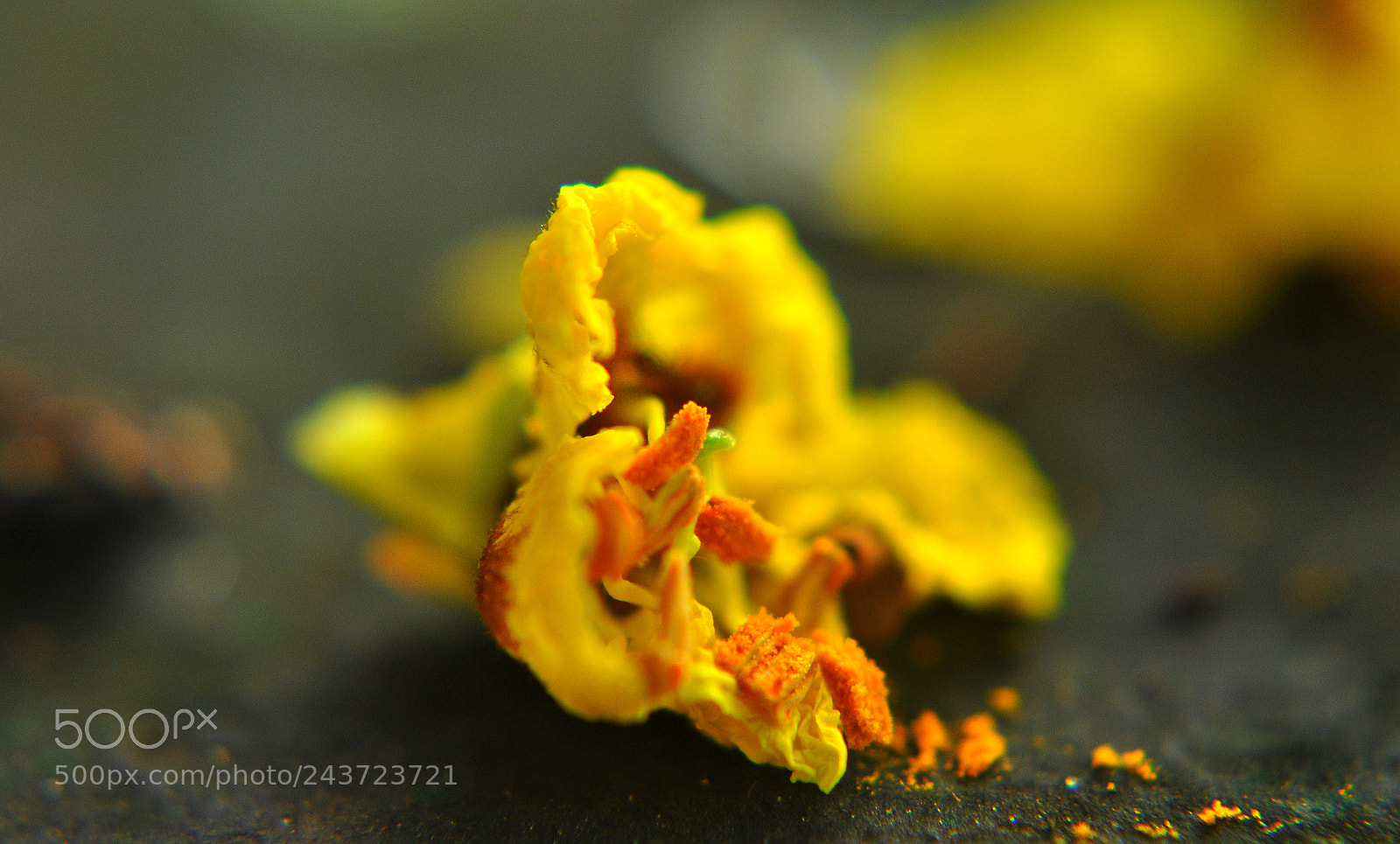 Nikon D90 sample photo. Fallen yellow photography