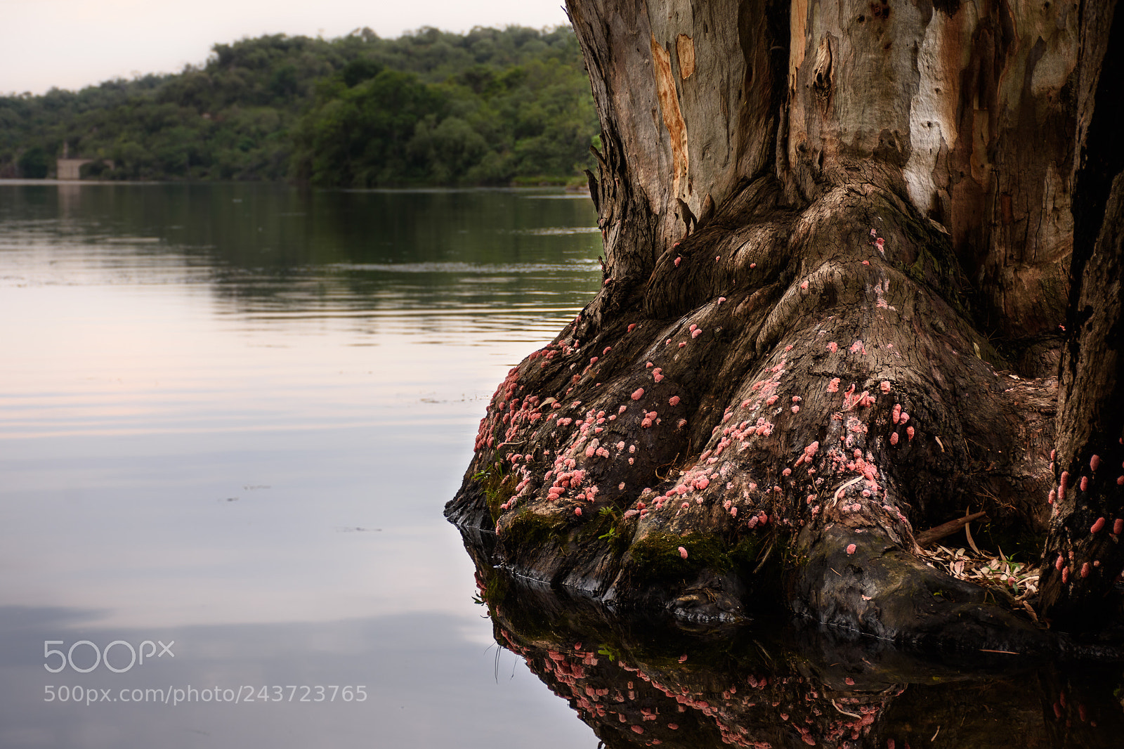 Nikon D7200 sample photo. Lago calmo photography