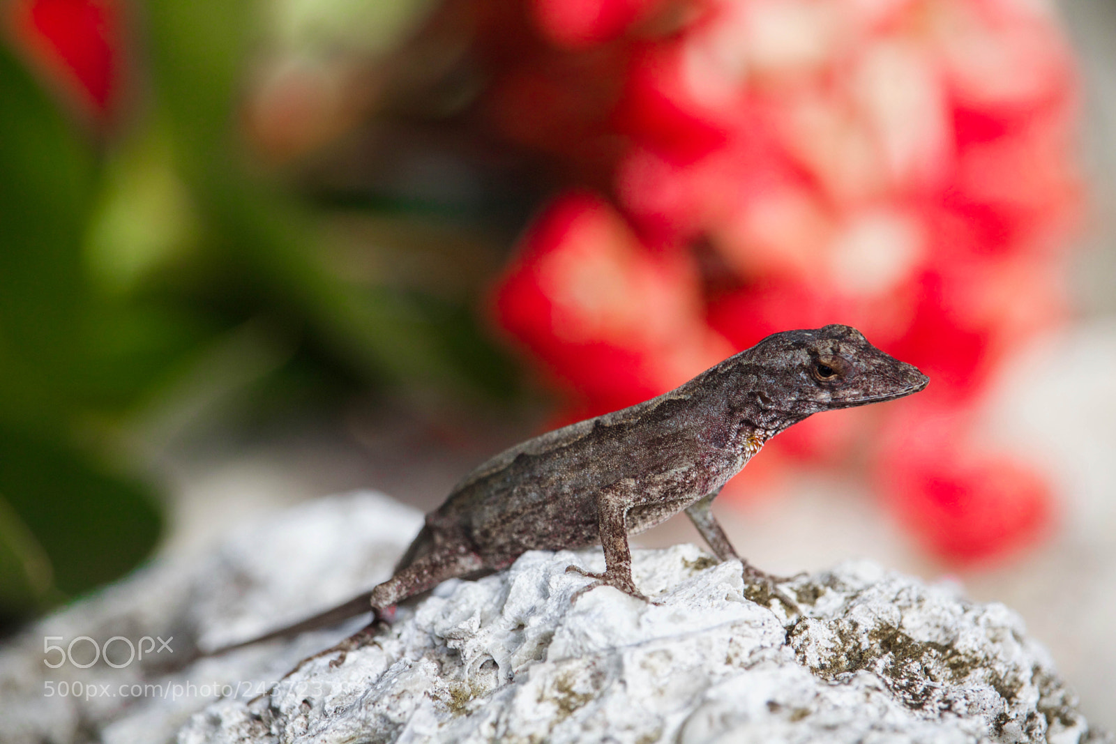 Canon EOS 700D (EOS Rebel T5i / EOS Kiss X7i) sample photo. Gecko with a flower photography