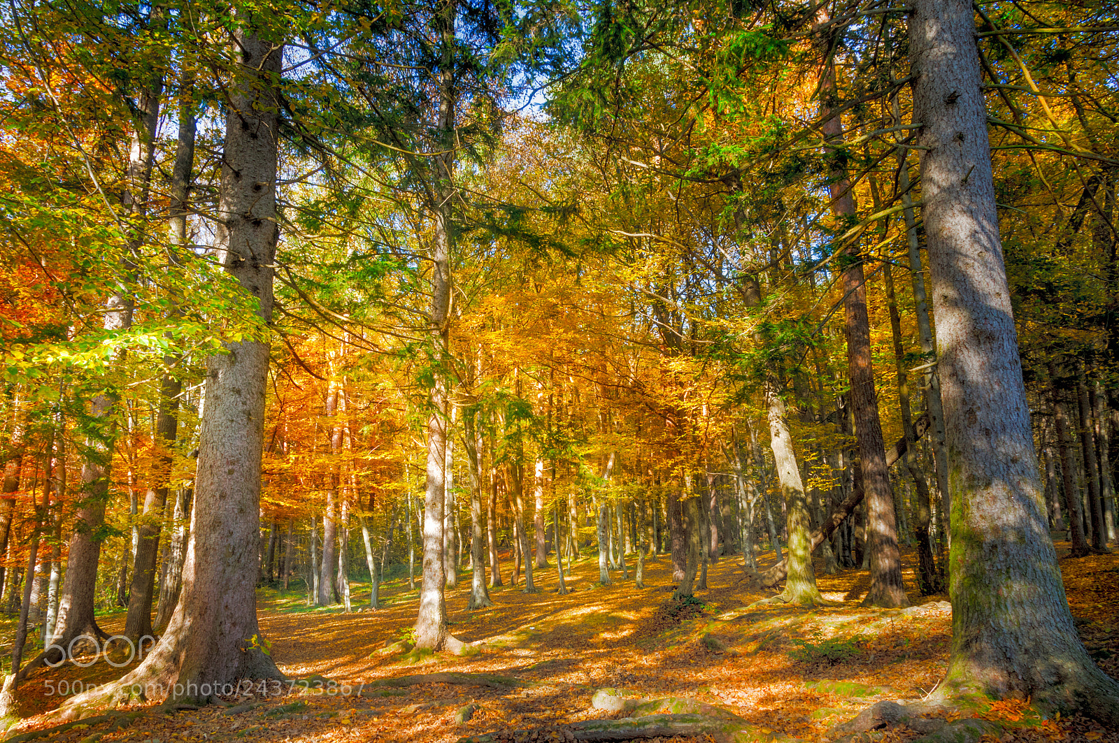 Nikon D300S sample photo. Autumn forest scenery with photography