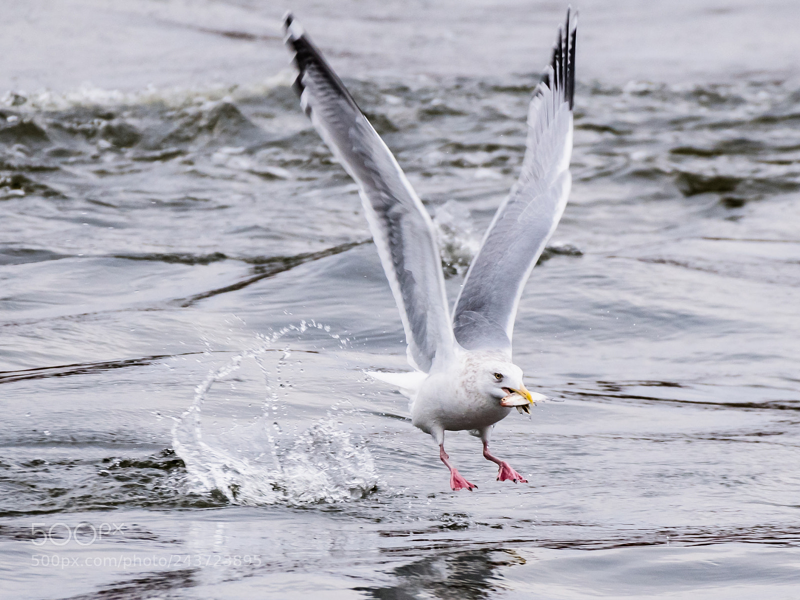 Nikon D850 sample photo. Seagull with a fish photography