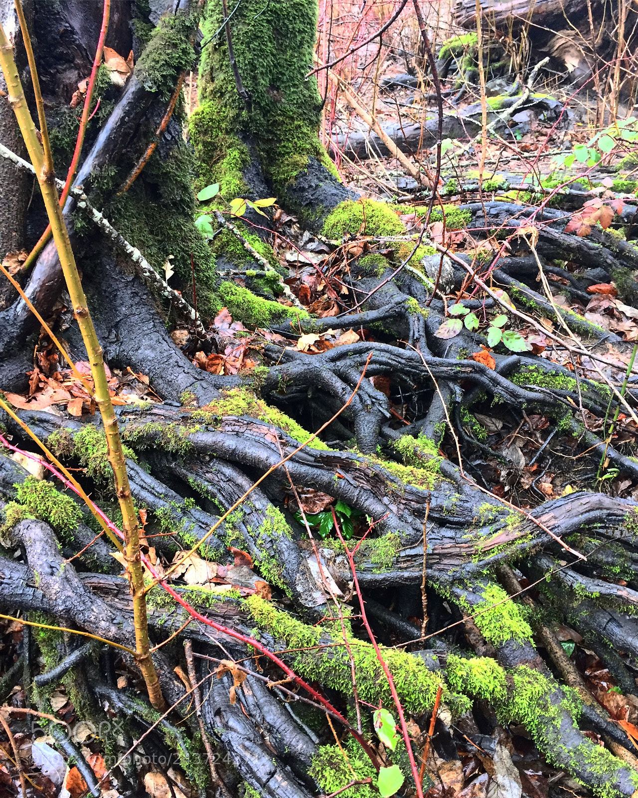 Apple iPhone 6 sample photo. Root tree photography