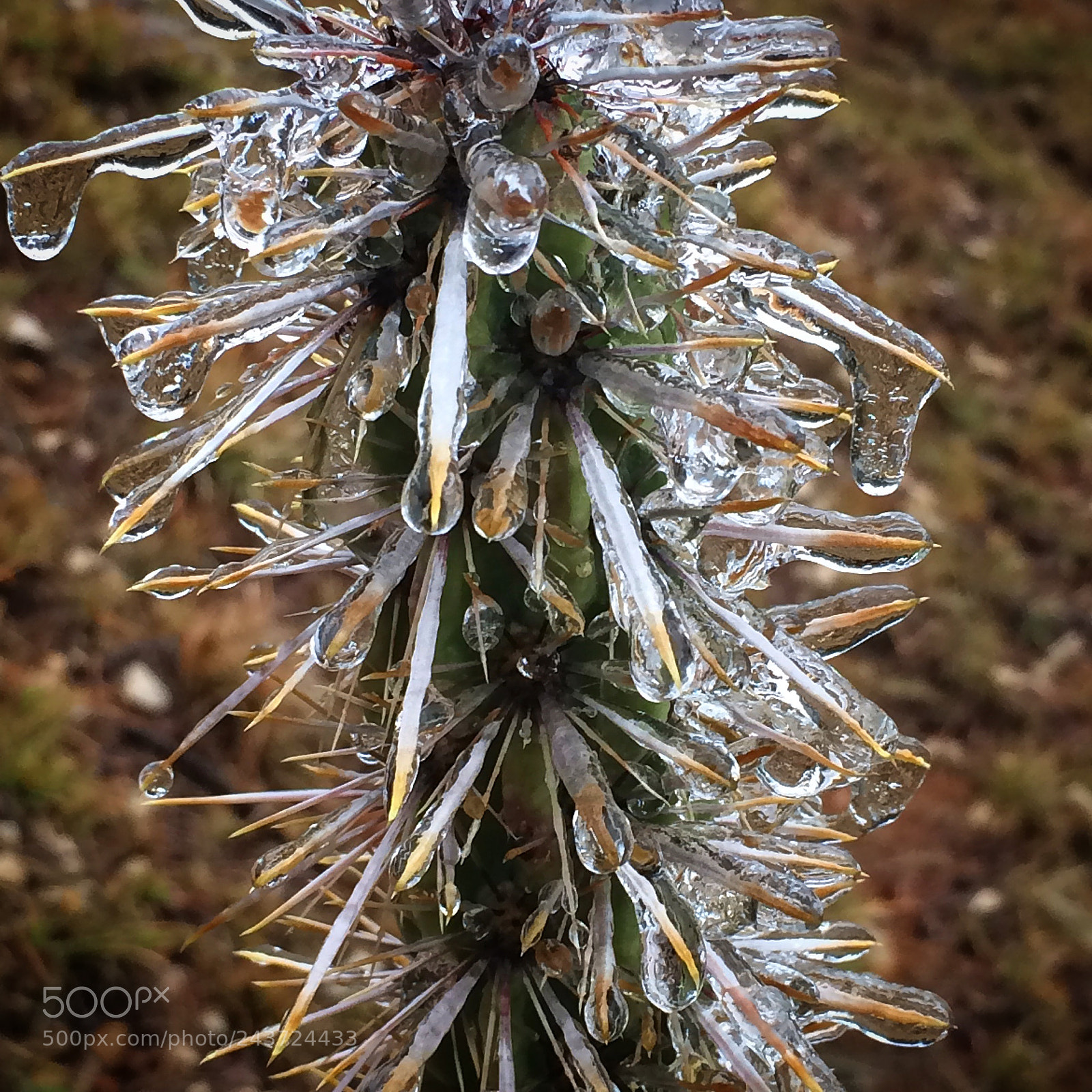 Apple iPhone 5s sample photo. Always love seeing frozen photography