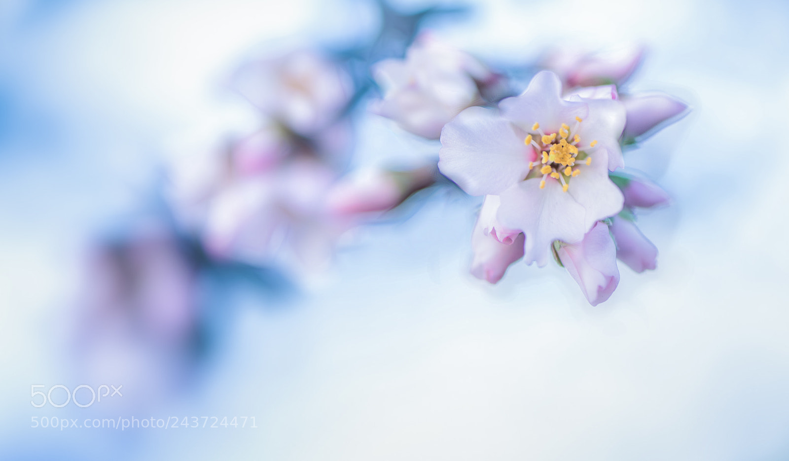 Nikon D850 sample photo. I told spring is photography