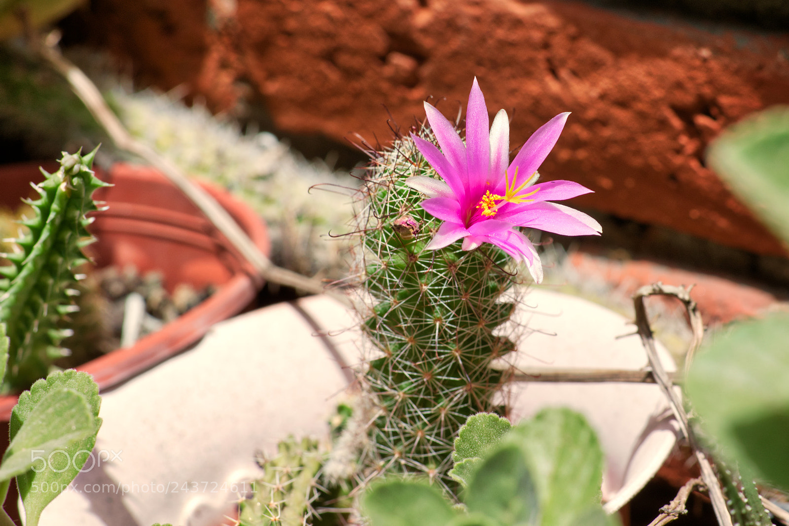 Nikon AF-S Nikkor 50mm F1.8G sample photo. Rebutia violaciflora photography