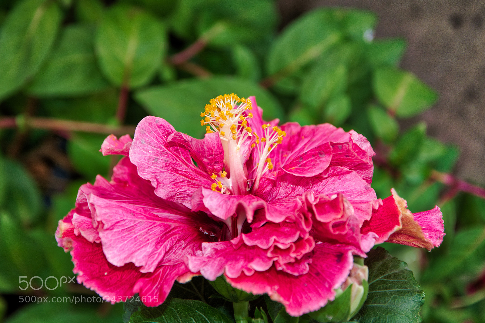 Nikon D7100 sample photo. Hibiscus rosa-sinensis, china rose photography