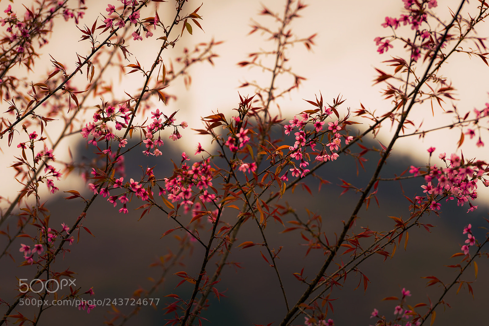 Nikon D800E sample photo. Cherry blossom photography