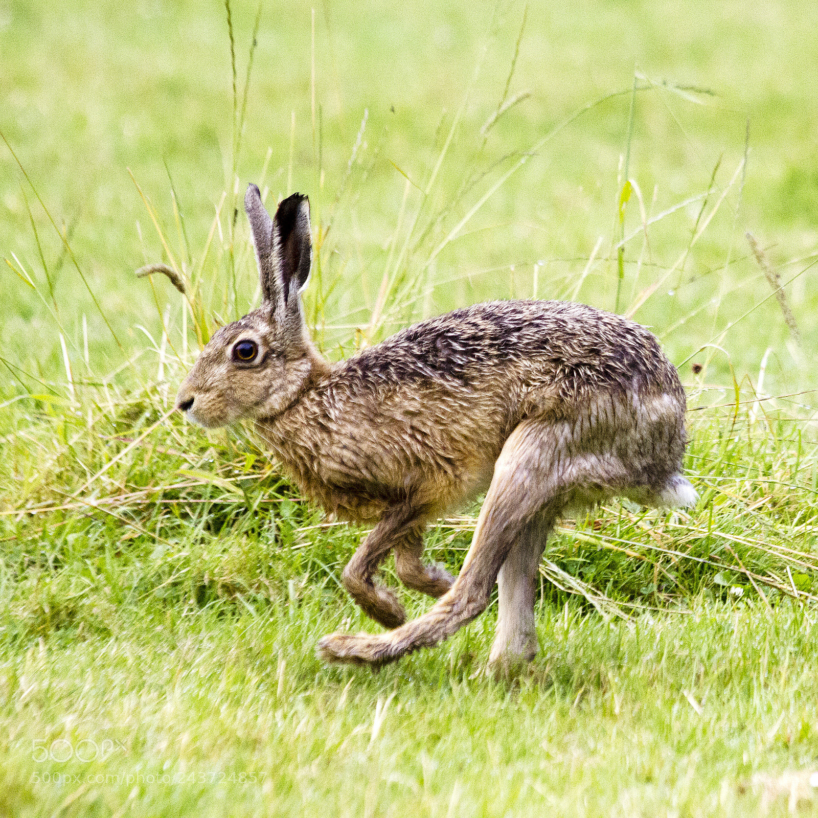 Canon EOS 550D (EOS Rebel T2i / EOS Kiss X4) sample photo. Young brown hare or photography