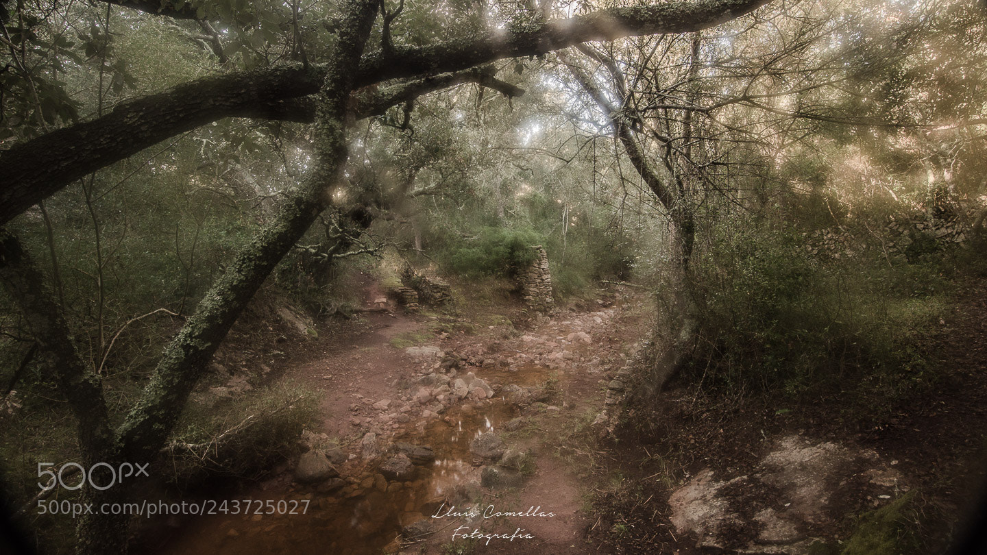 Nikon D5100 sample photo. Lost in the forest photography