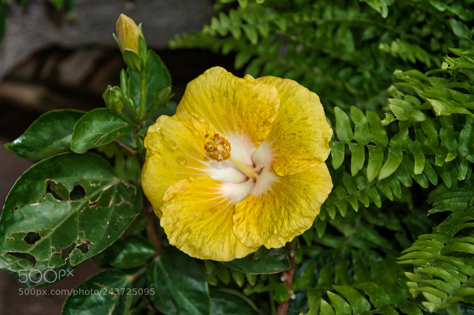 Nikon D7100 sample photo. Hibiscus, yellow flower photography