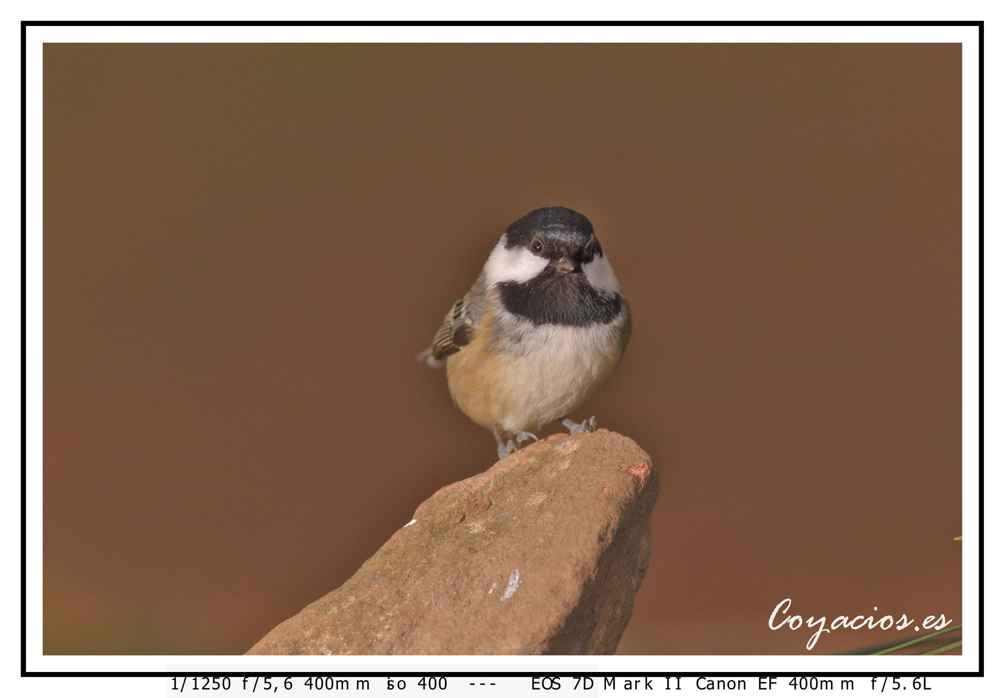 Canon EOS 7D Mark II + Canon EF 400mm F5.6L USM sample photo. Carbonero garrapinos (periparus ater) photography