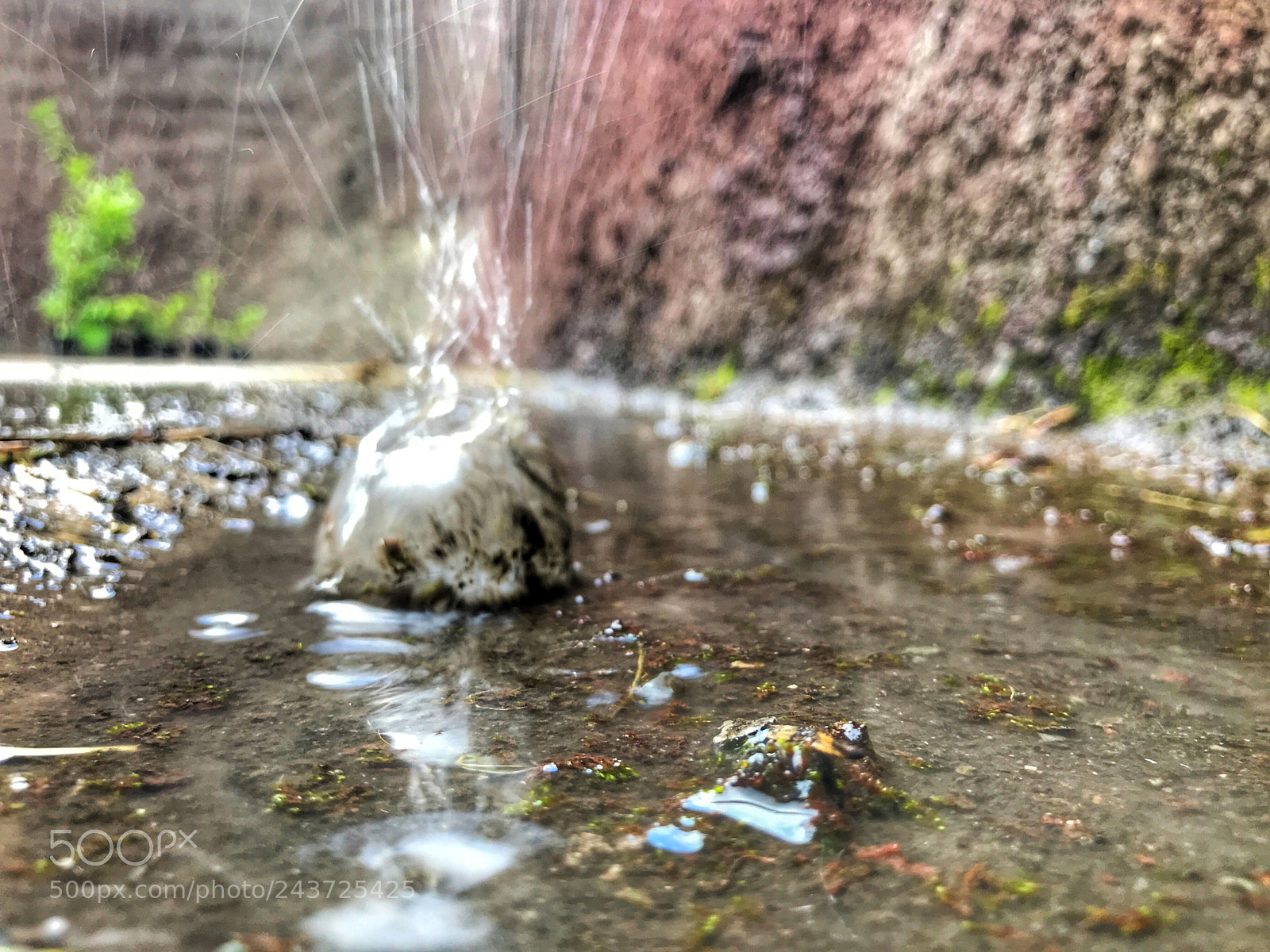 Apple iPhone 7 Plus sample photo. Rain drop hitting water photography
