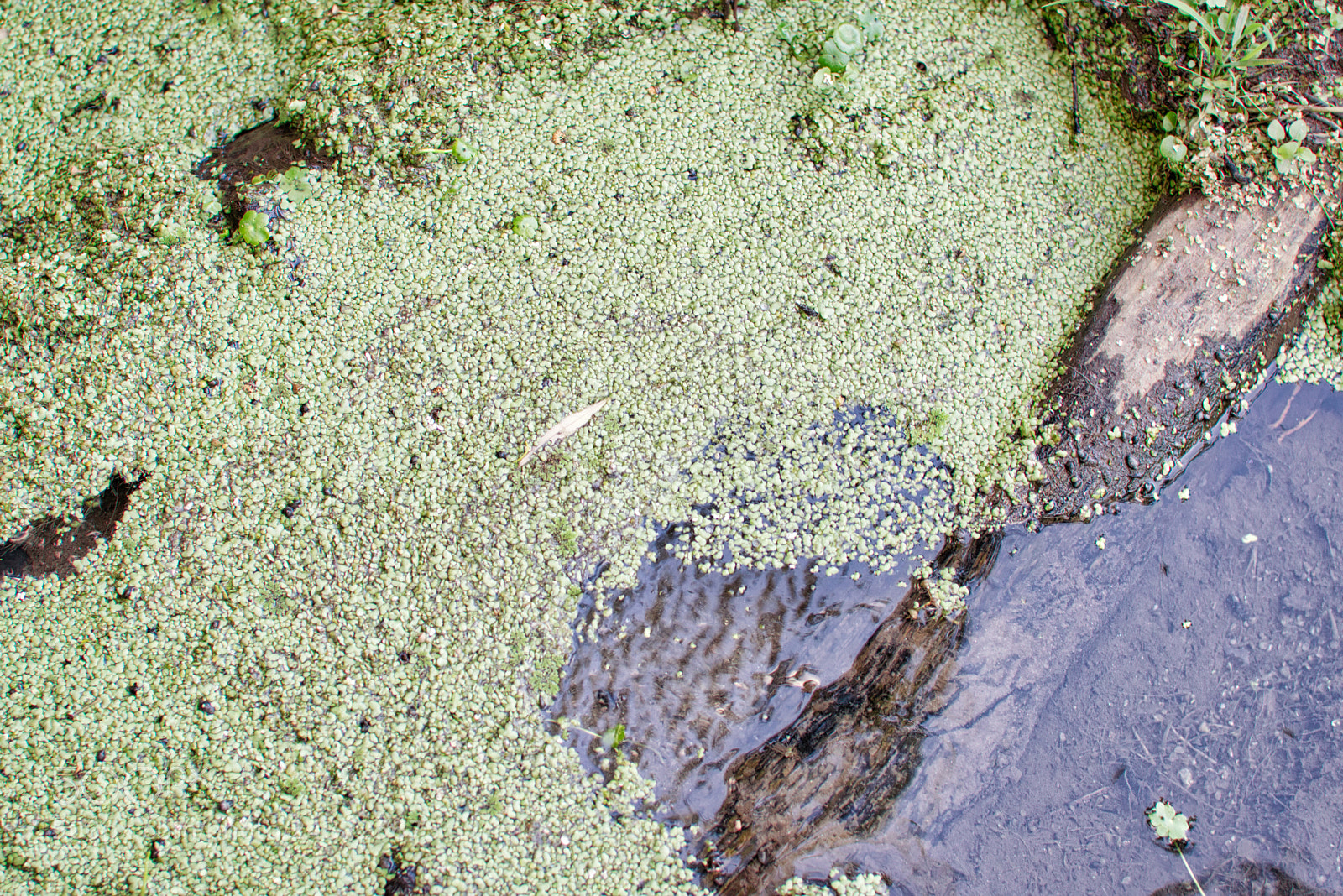 Nikon AF-S Nikkor 50mm F1.8G sample photo. Plants floating in the photography