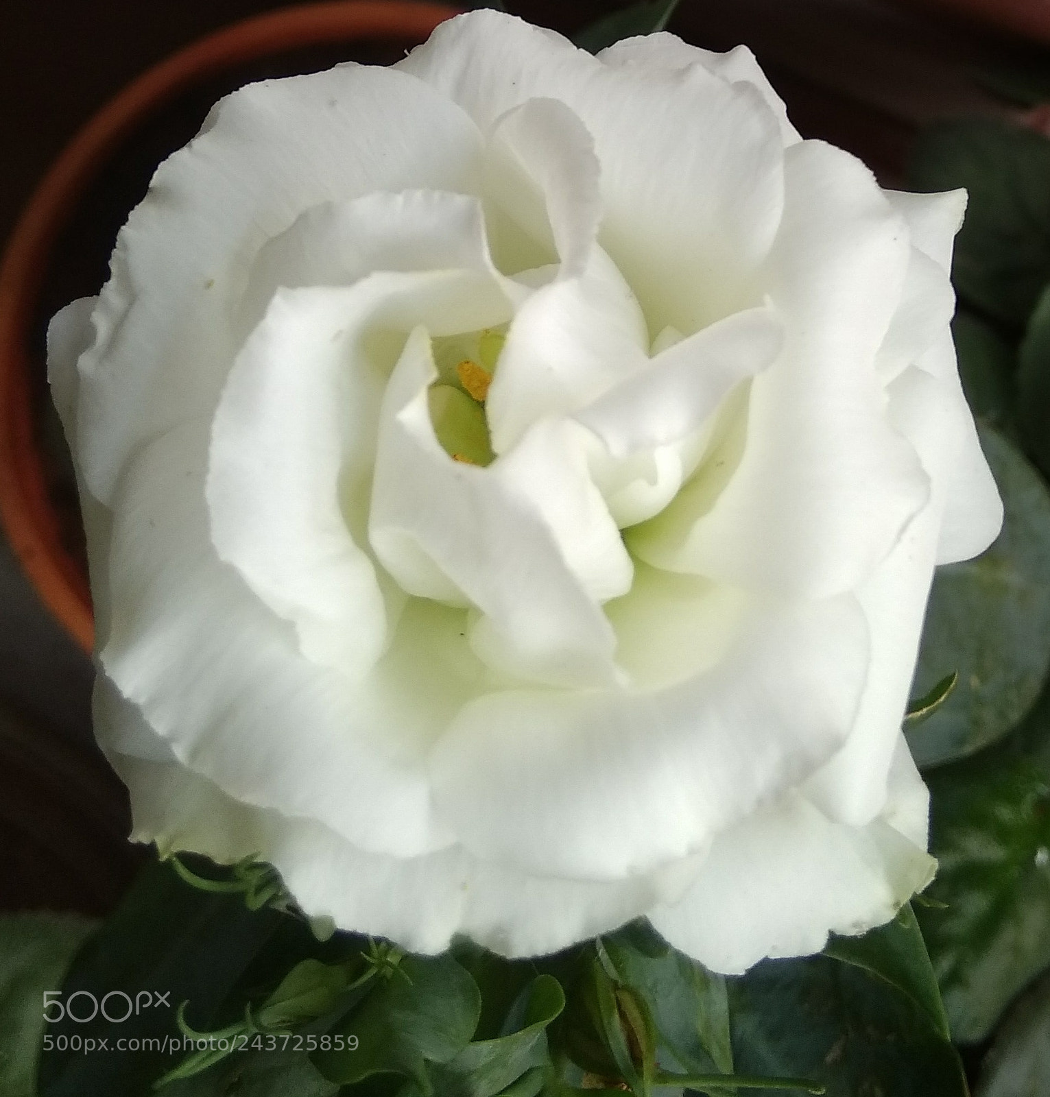 Xiaomi MI MAX sample photo. Untitled photography