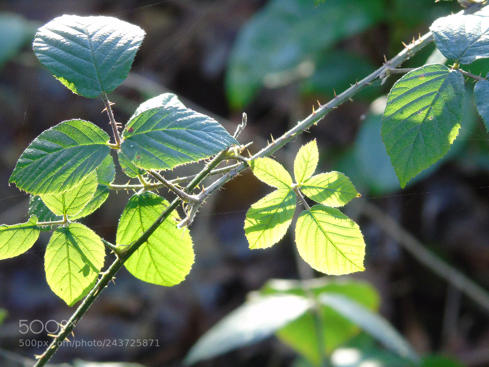 Sony Cyber-shot DSC-H400 sample photo. Bramble leaves still green photography