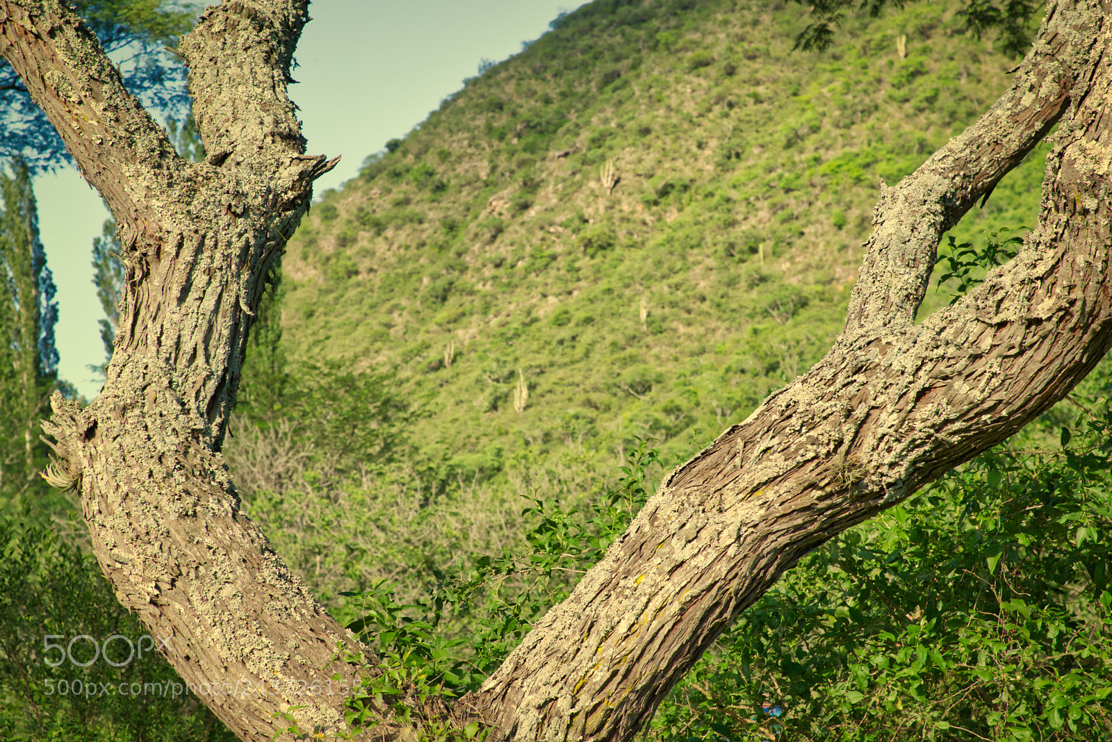 Nikon AF-S Nikkor 50mm F1.8G sample photo. Mountain through tree photography