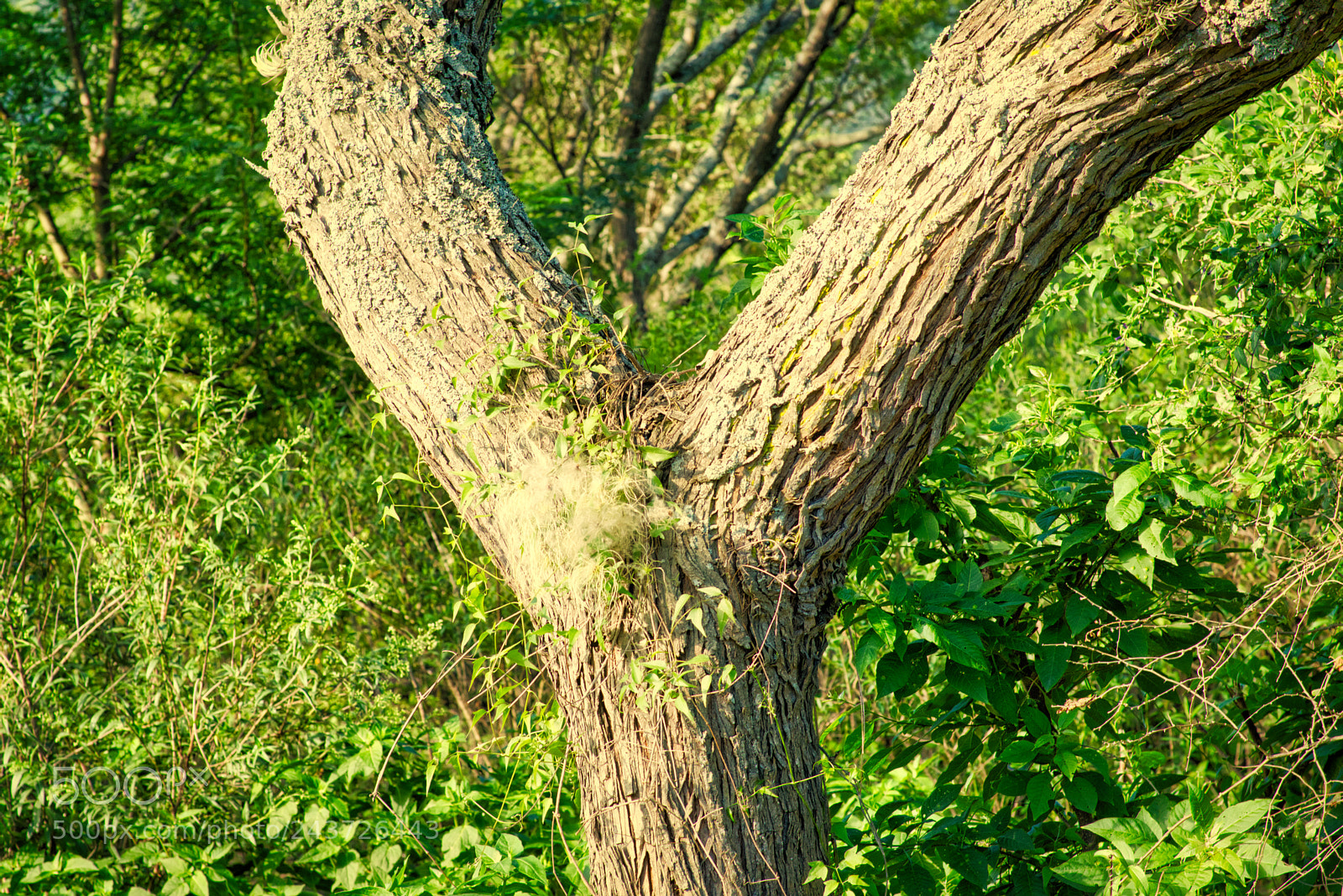 Nikon AF-S Nikkor 50mm F1.8G sample photo. Green dense nature photography