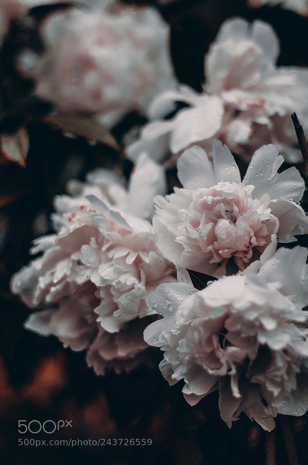 Nikon D5100 sample photo. Flowers photography