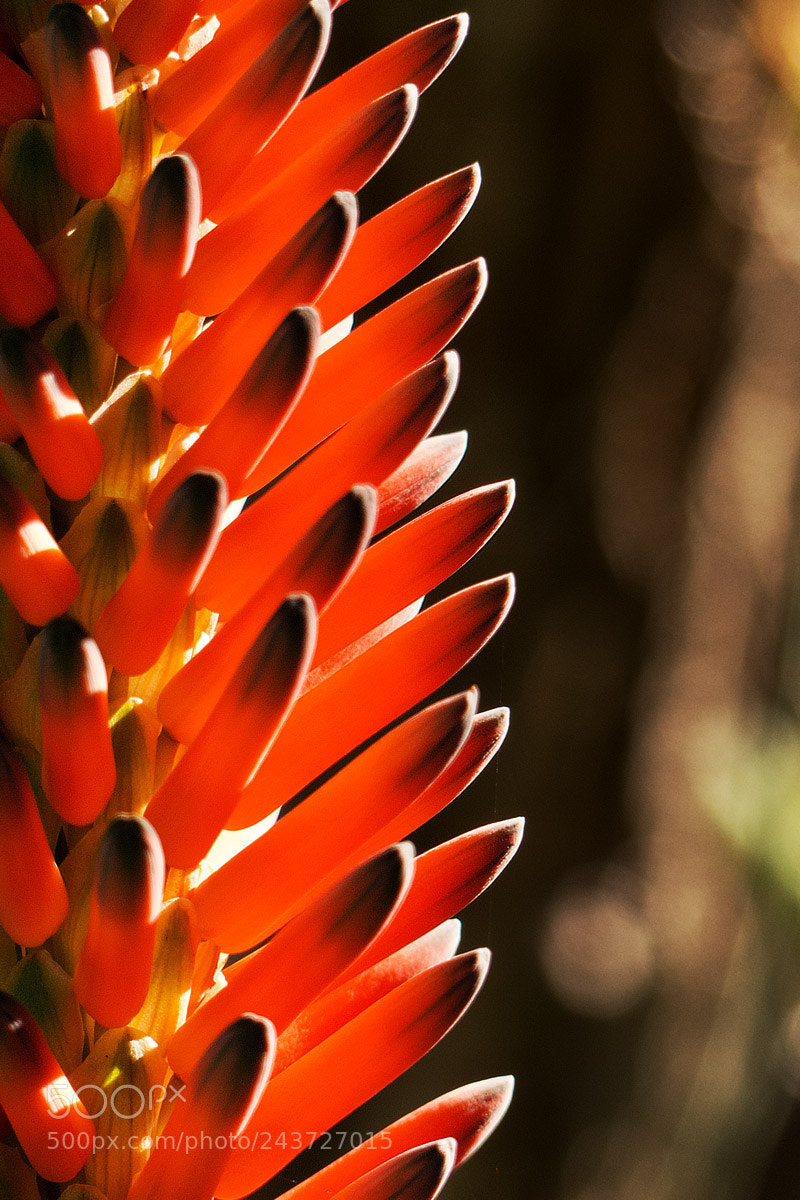 Panasonic Lumix DMC-FZ200 sample photo. Orange & spikey photography