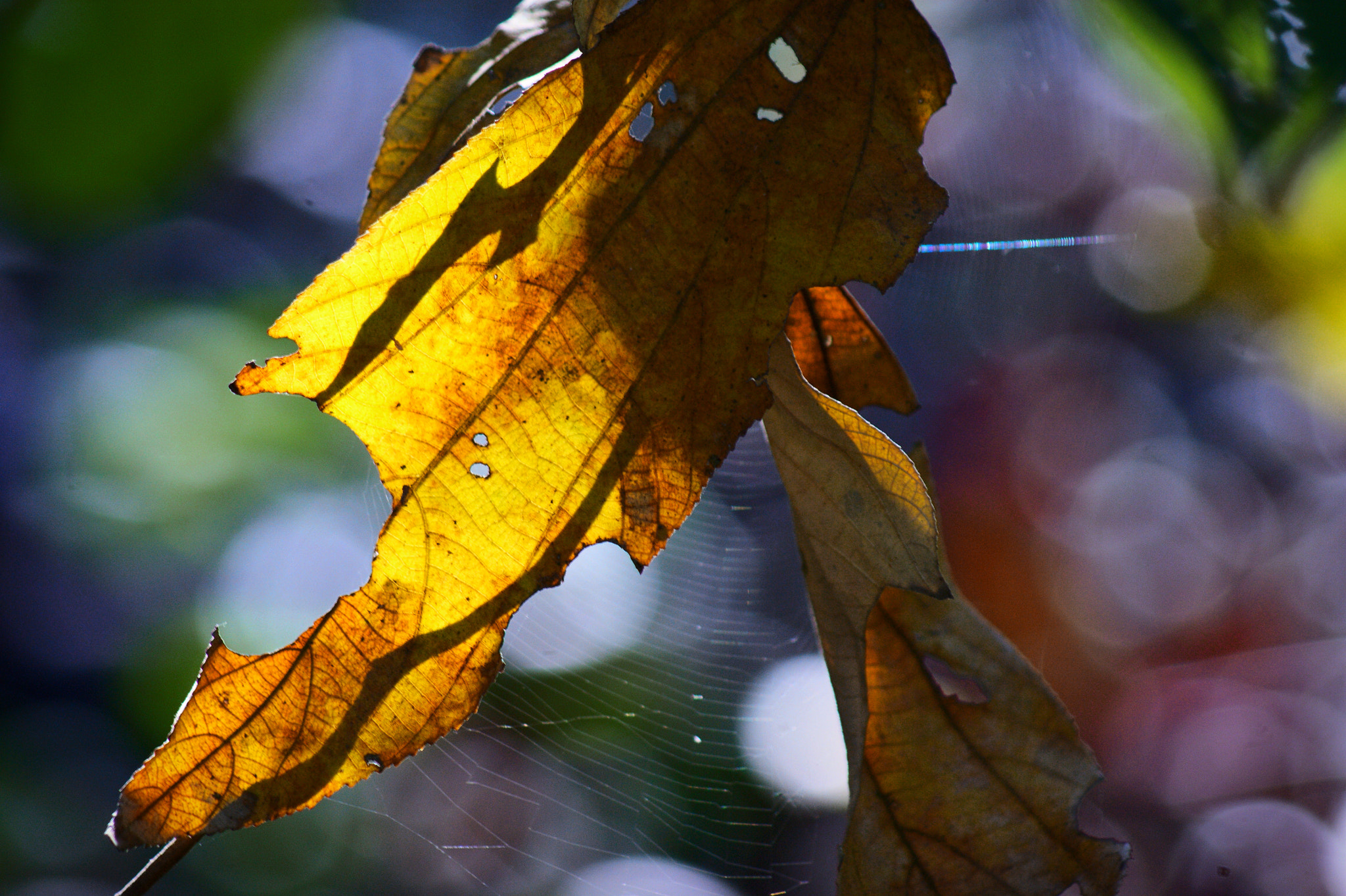 Sony Alpha DSLR-A350 + Sony 75-300mm F4.5-5.6 sample photo. Gold leaf photography