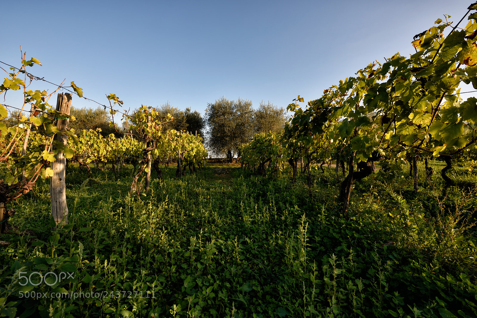 Nikon D810 sample photo. Lovely nature ii photography