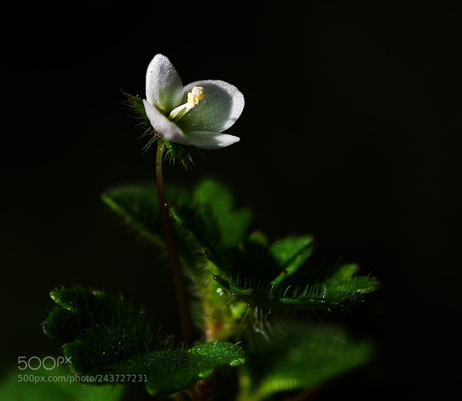 Pentax K20D sample photo. White photography