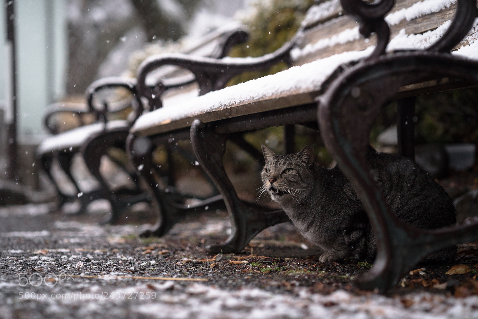 Sony a7S II sample photo. Snowy day photography