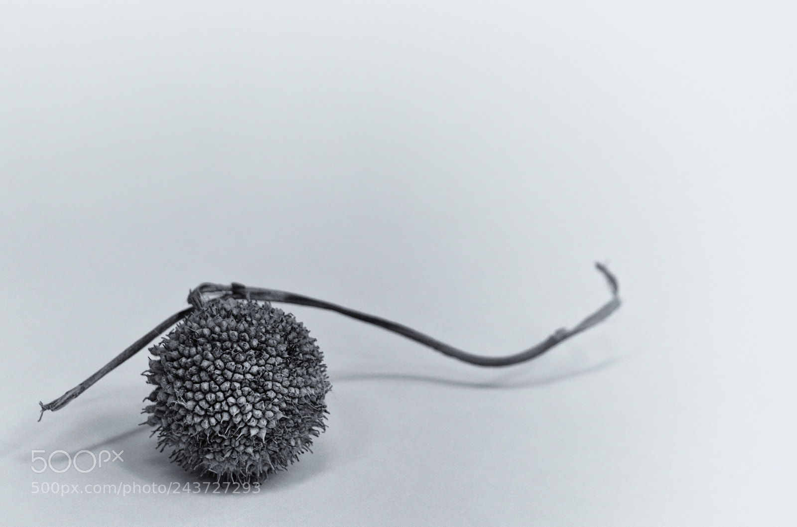 Olympus OM-D E-M10 II sample photo. . photography