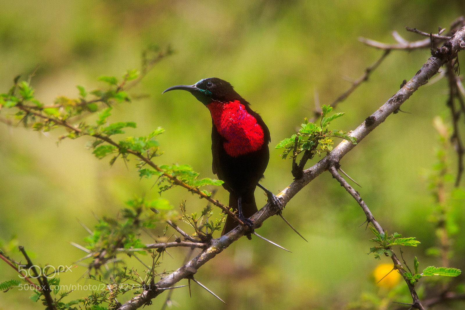 Canon EOS 7D Mark II sample photo. Tanzania - serengeti photography