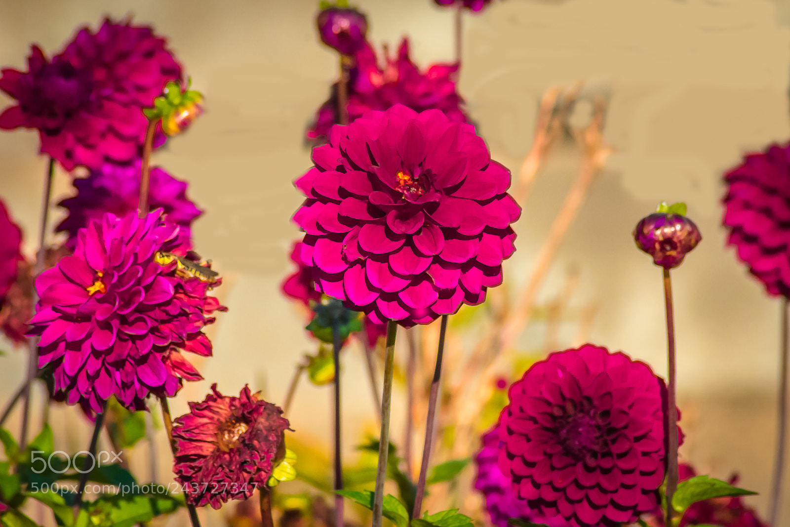 Nikon D3400 sample photo. Dahlia garden photography