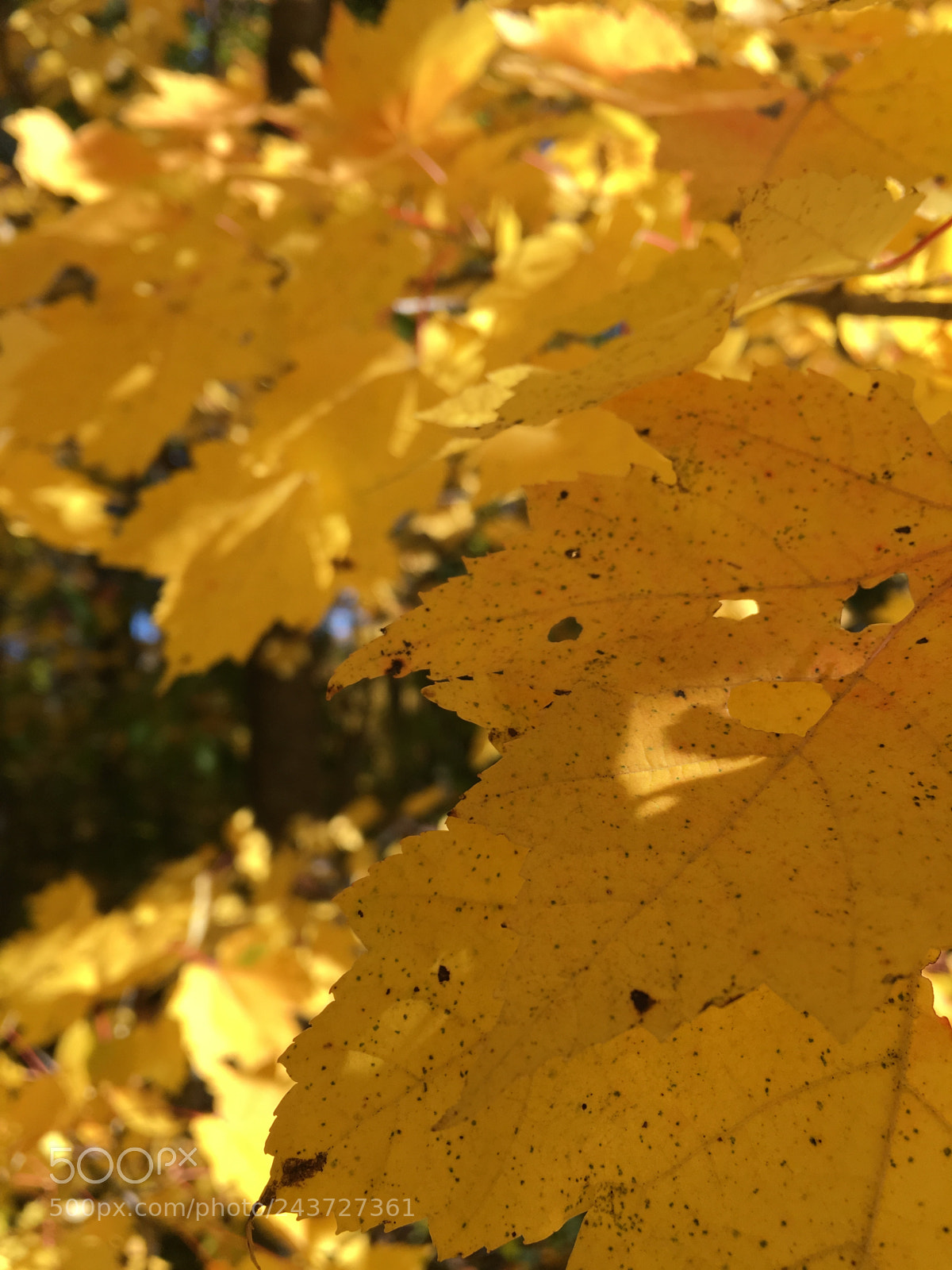 Apple iPhone 6s Plus sample photo. Golden leaf photography