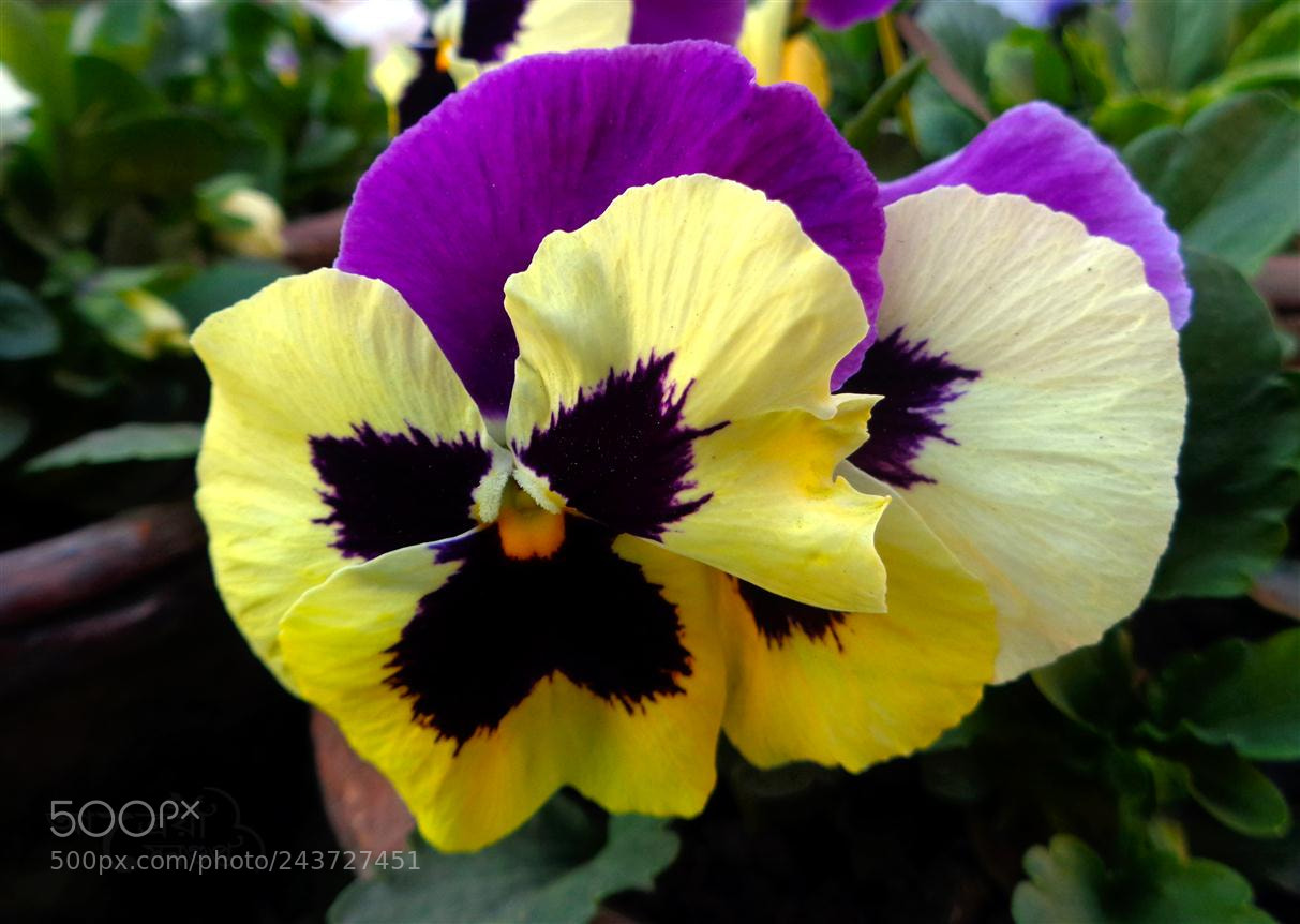 Sony Cyber-shot DSC-W830 sample photo. Pansy photography