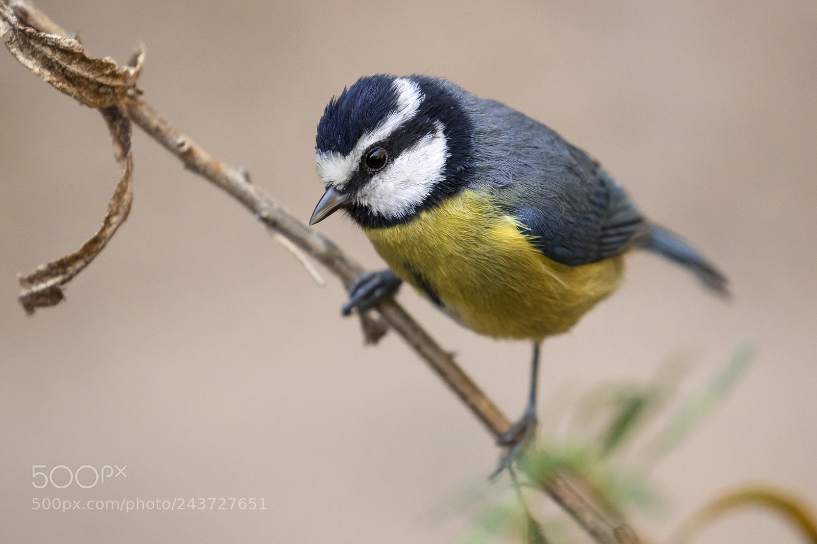 Canon EOS 7D Mark II sample photo. African blue tit cyanistes photography