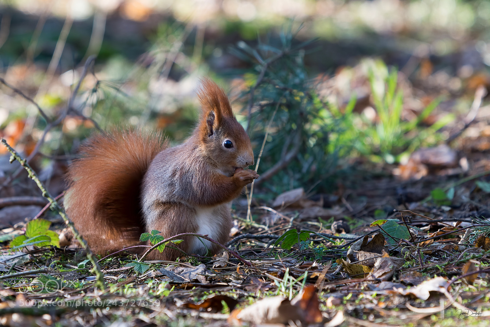 Nikon D7200 sample photo. Red squirrel (sciurus vulgaris) photography