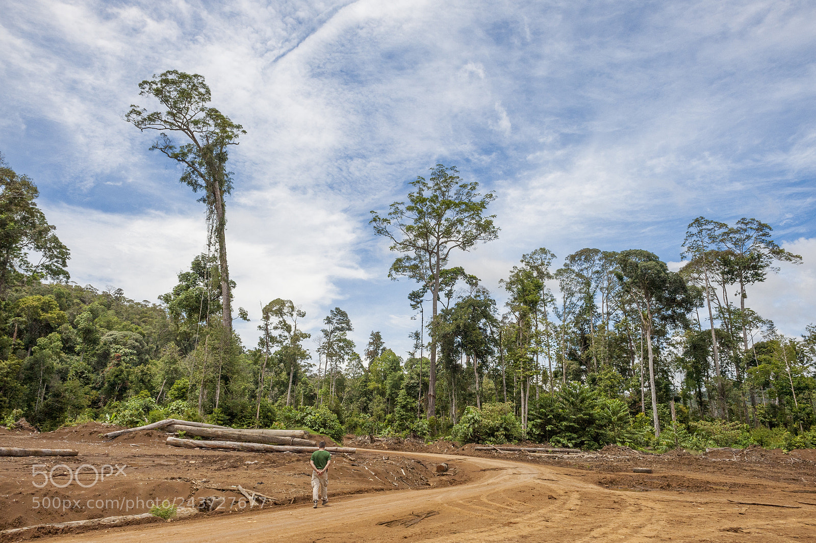 Nikon D700 sample photo. Borneo forest photography