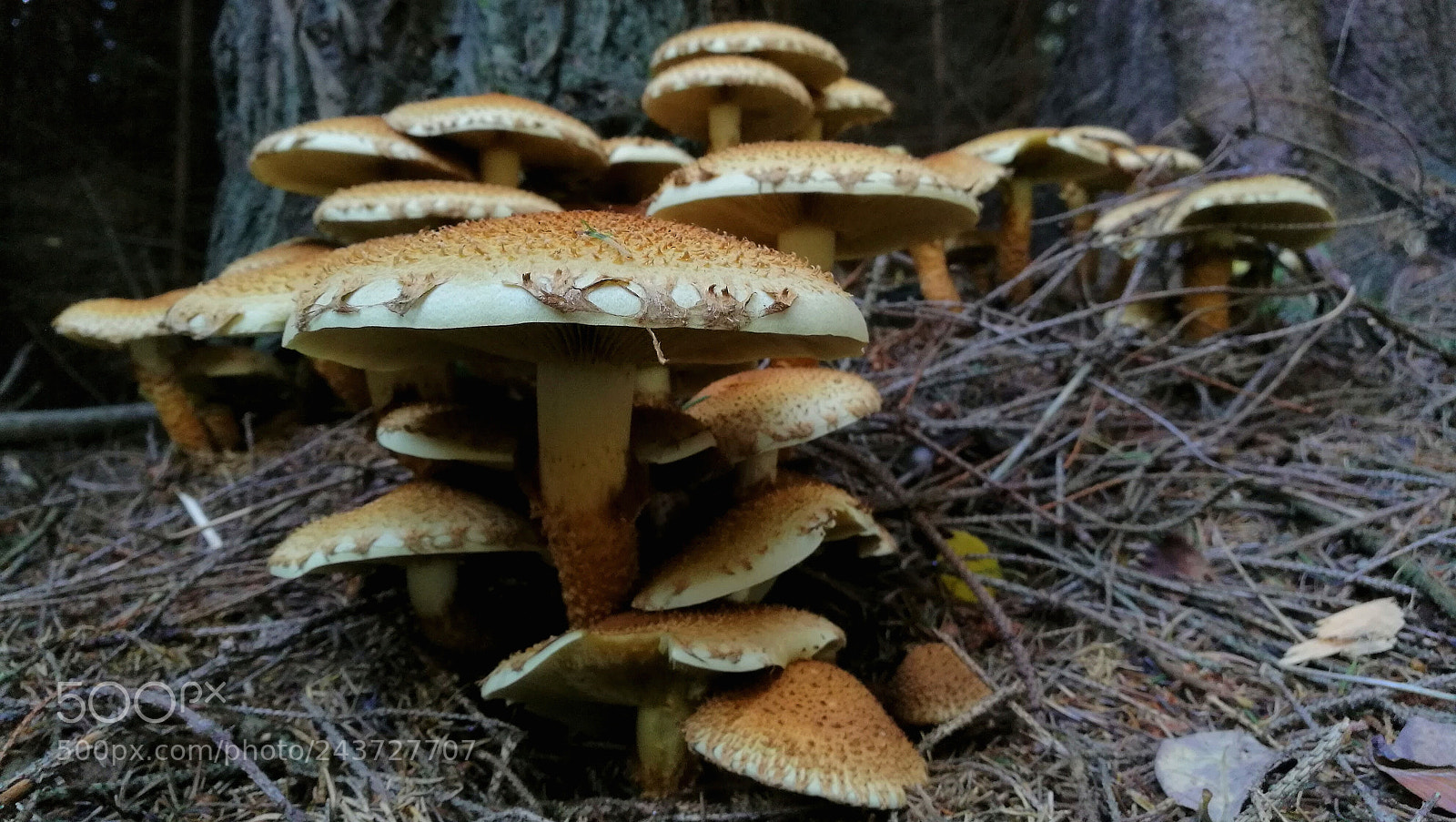 HUAWEI Honor 8 sample photo. Mushrooms photography