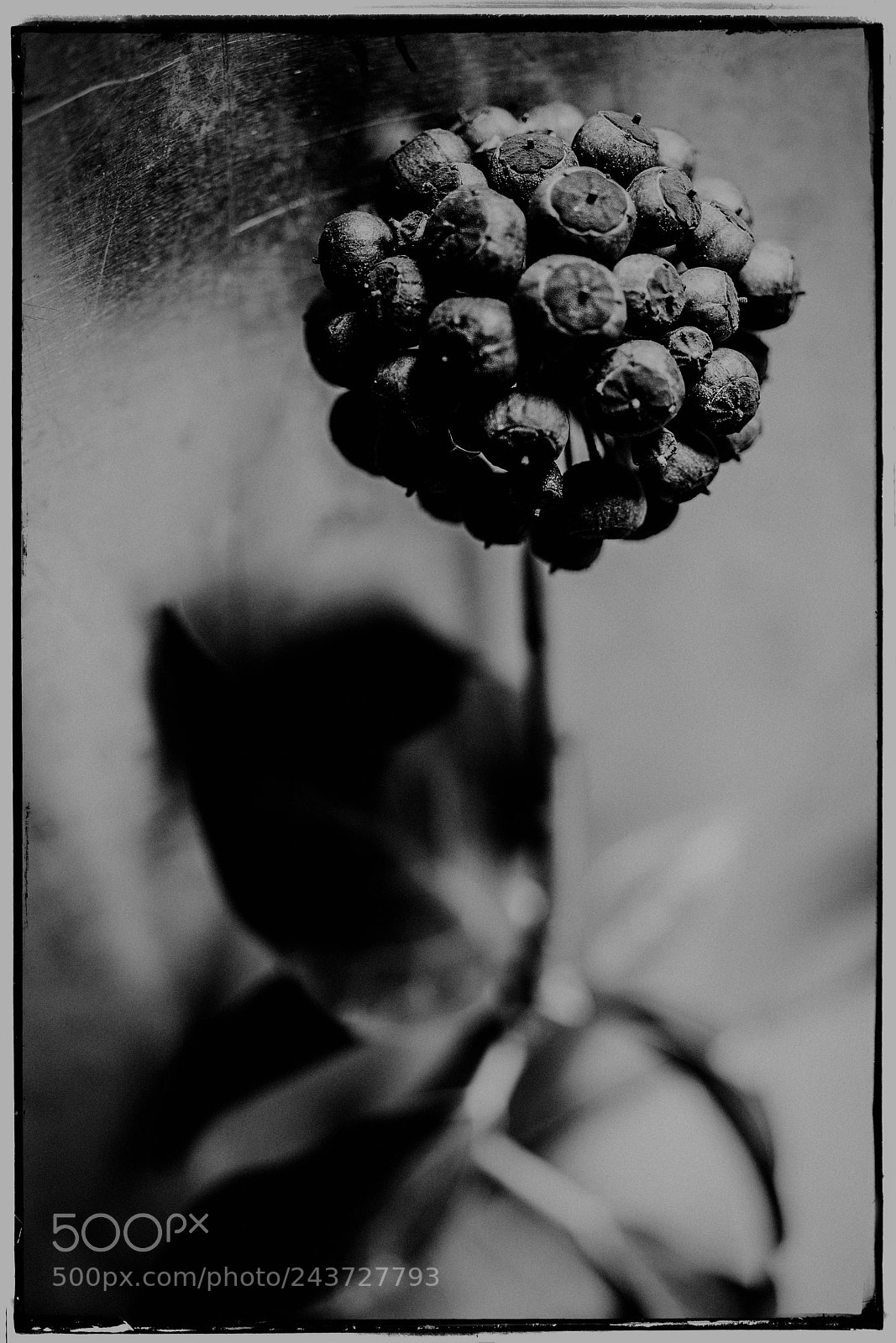 Sony a7 sample photo. Ivy  seedhead photography