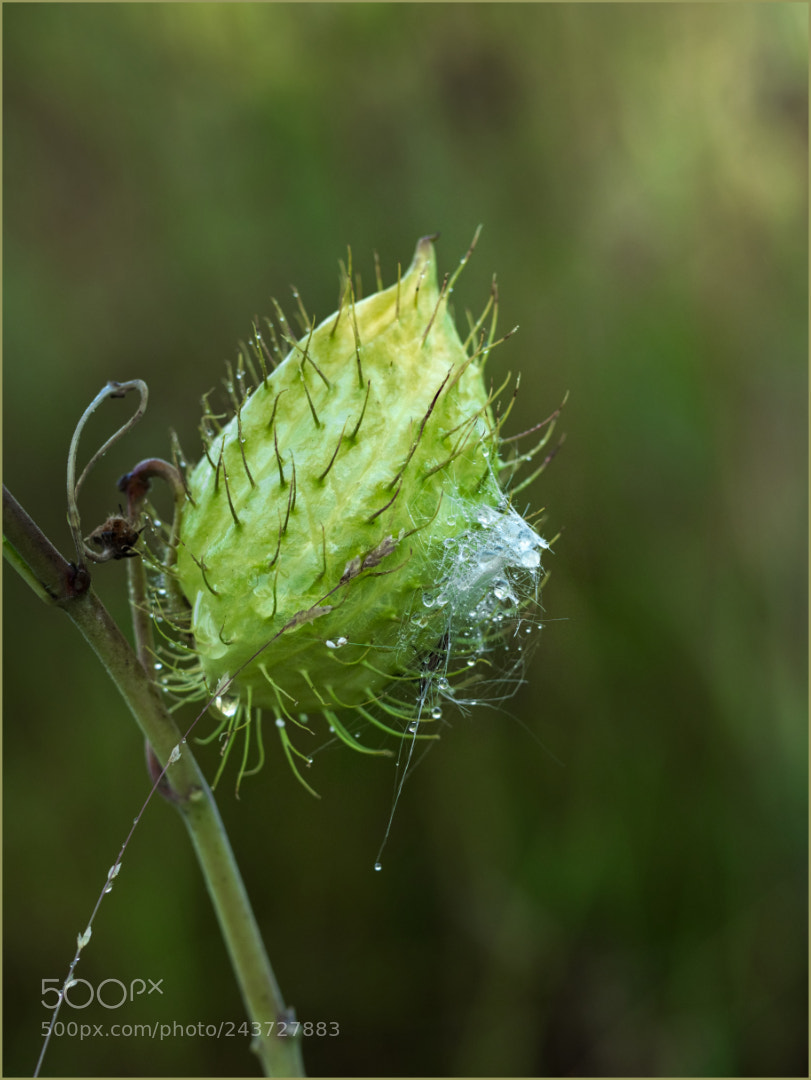Olympus OM-D E-M1 Mark II sample photo. Milkweed photography