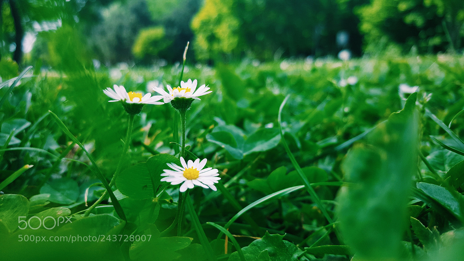 Samsung Galaxy S6 sample photo. Flowers photography