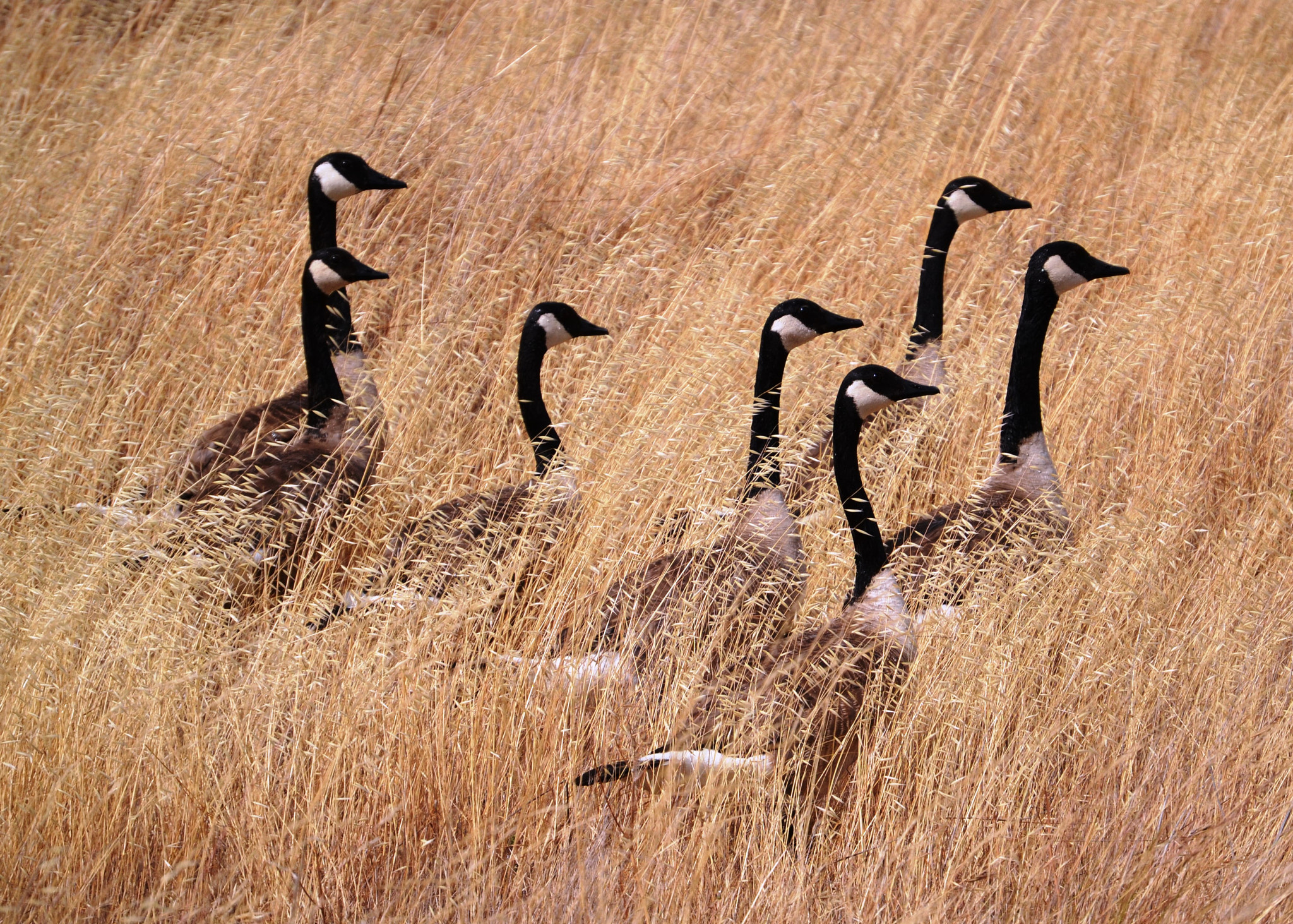 Nikon D3100 sample photo. Canada geese photography