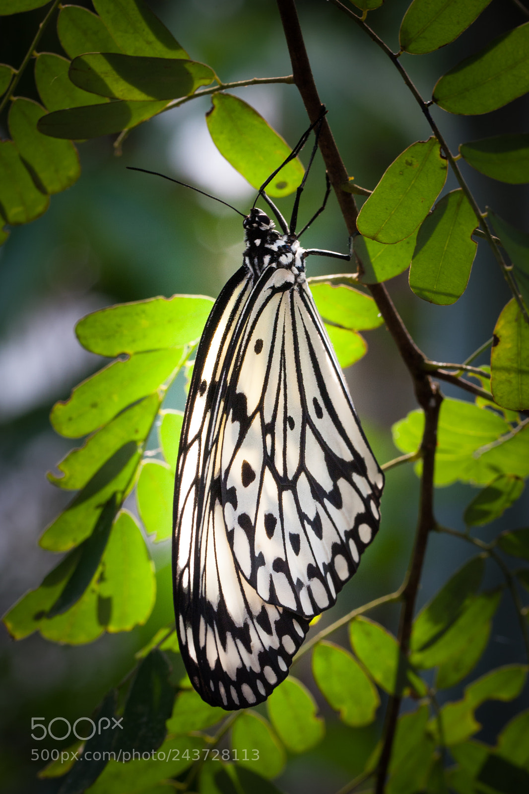 Canon EOS 40D sample photo. Resting photography