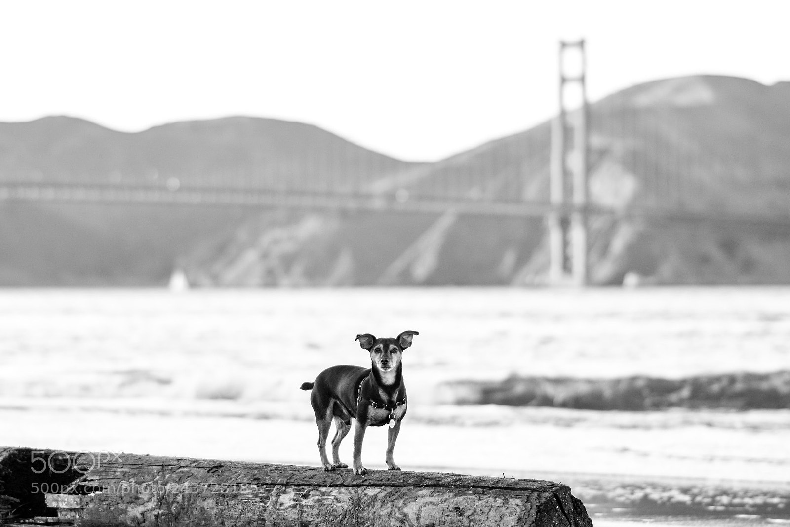Nikon D7200 sample photo. Rosco photography