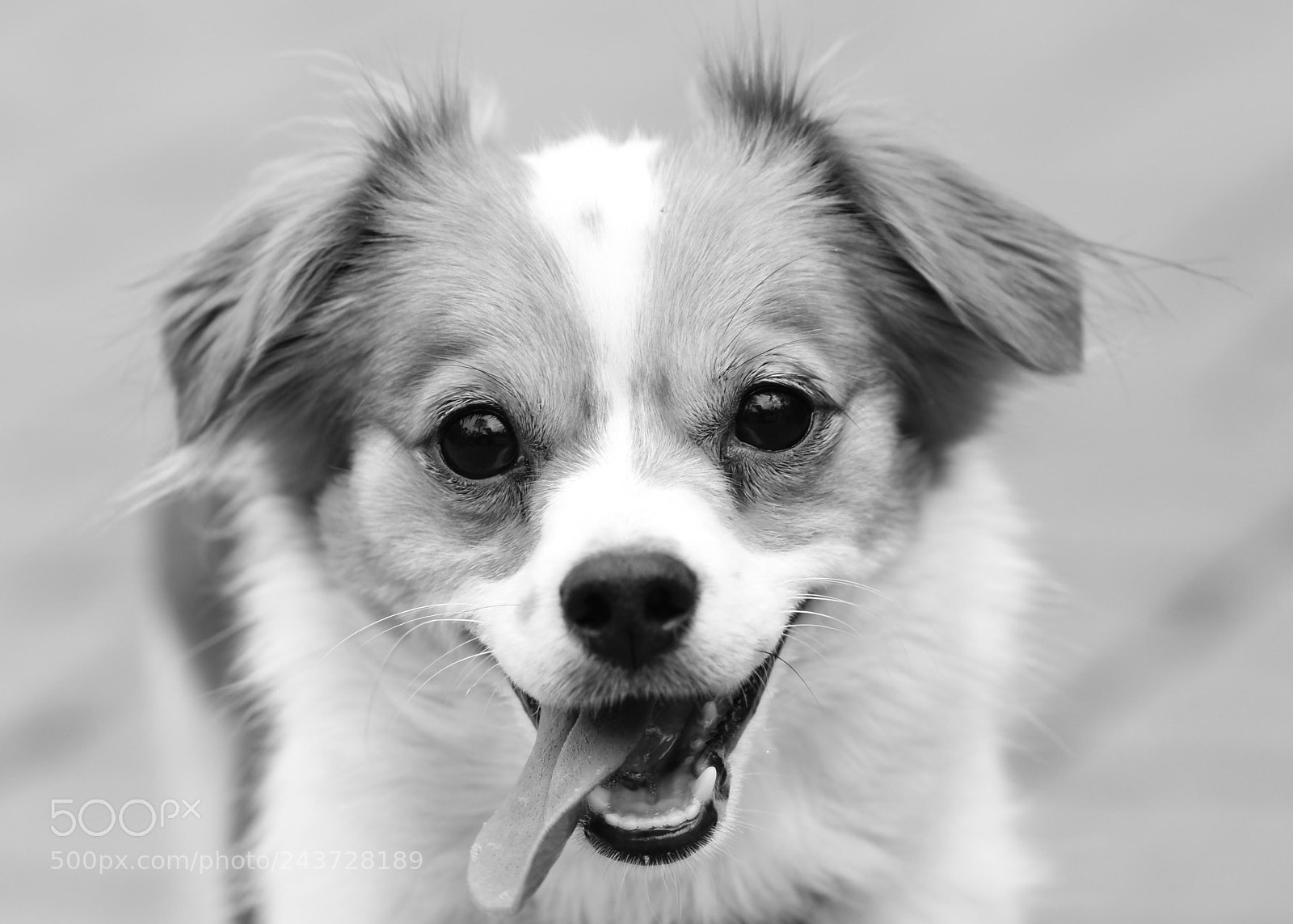 Nikon D7200 sample photo. Pippa photography