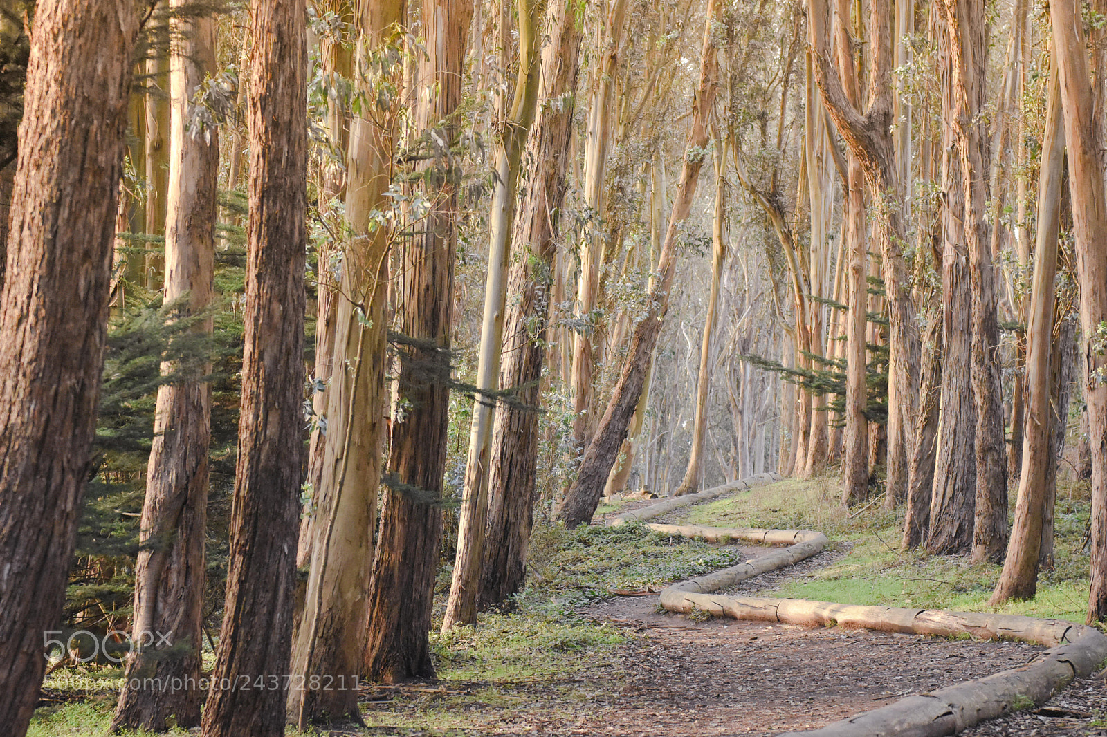 Nikon D7200 sample photo. Lover’s lane photography