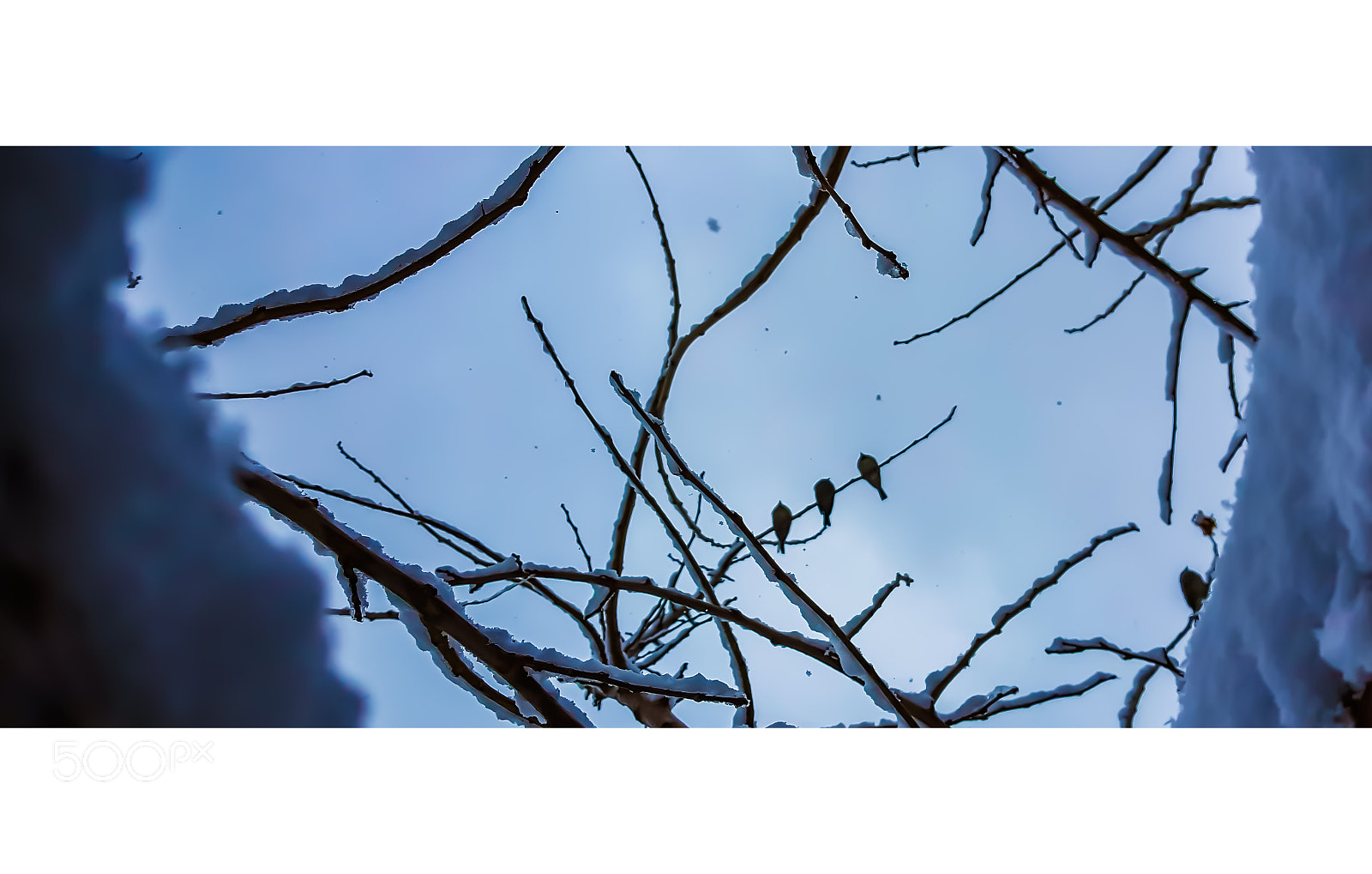 Samsung Galaxy Note5 sample photo. Winter friends. photography