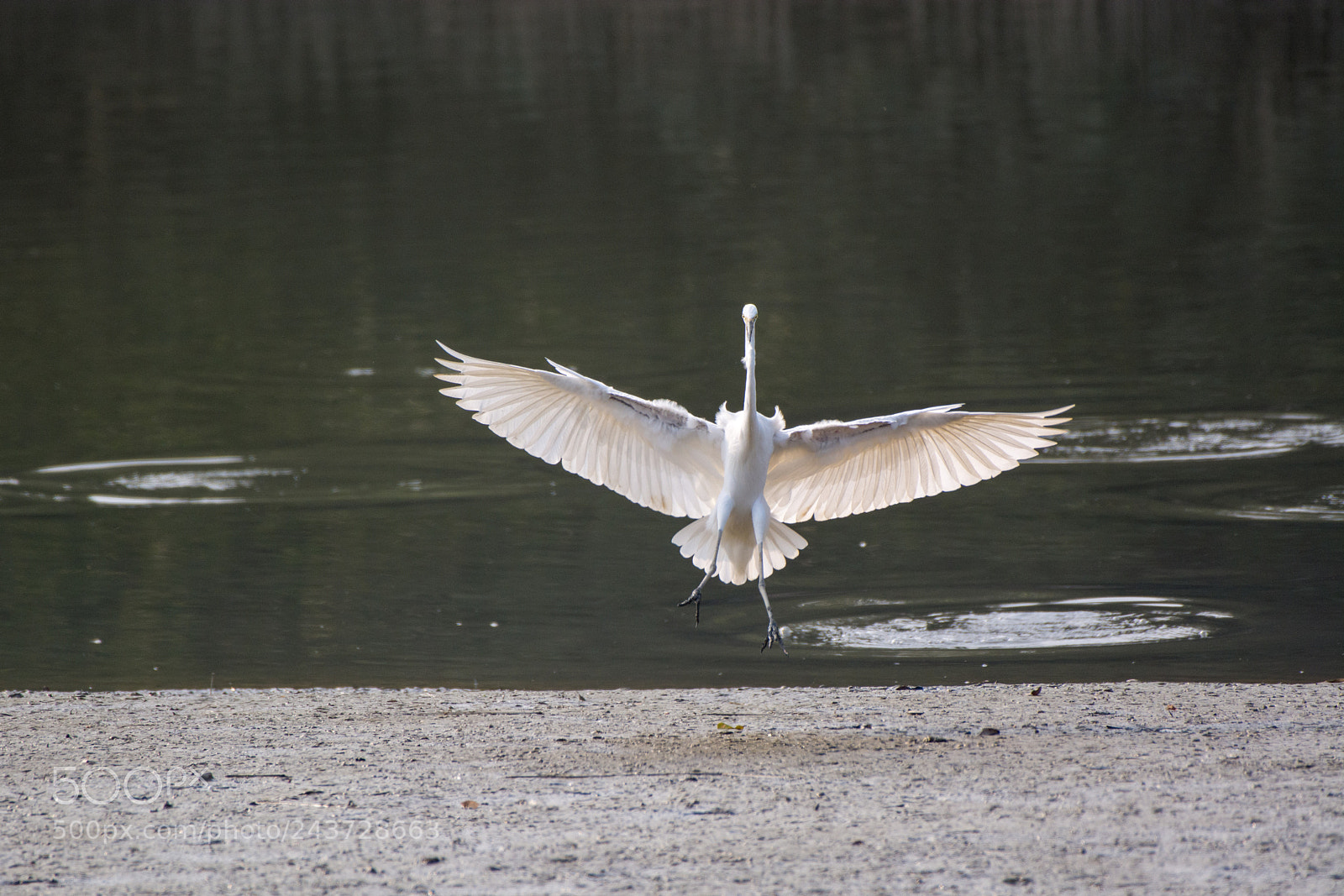 Nikon D7100 sample photo. Birds in hong kong photography
